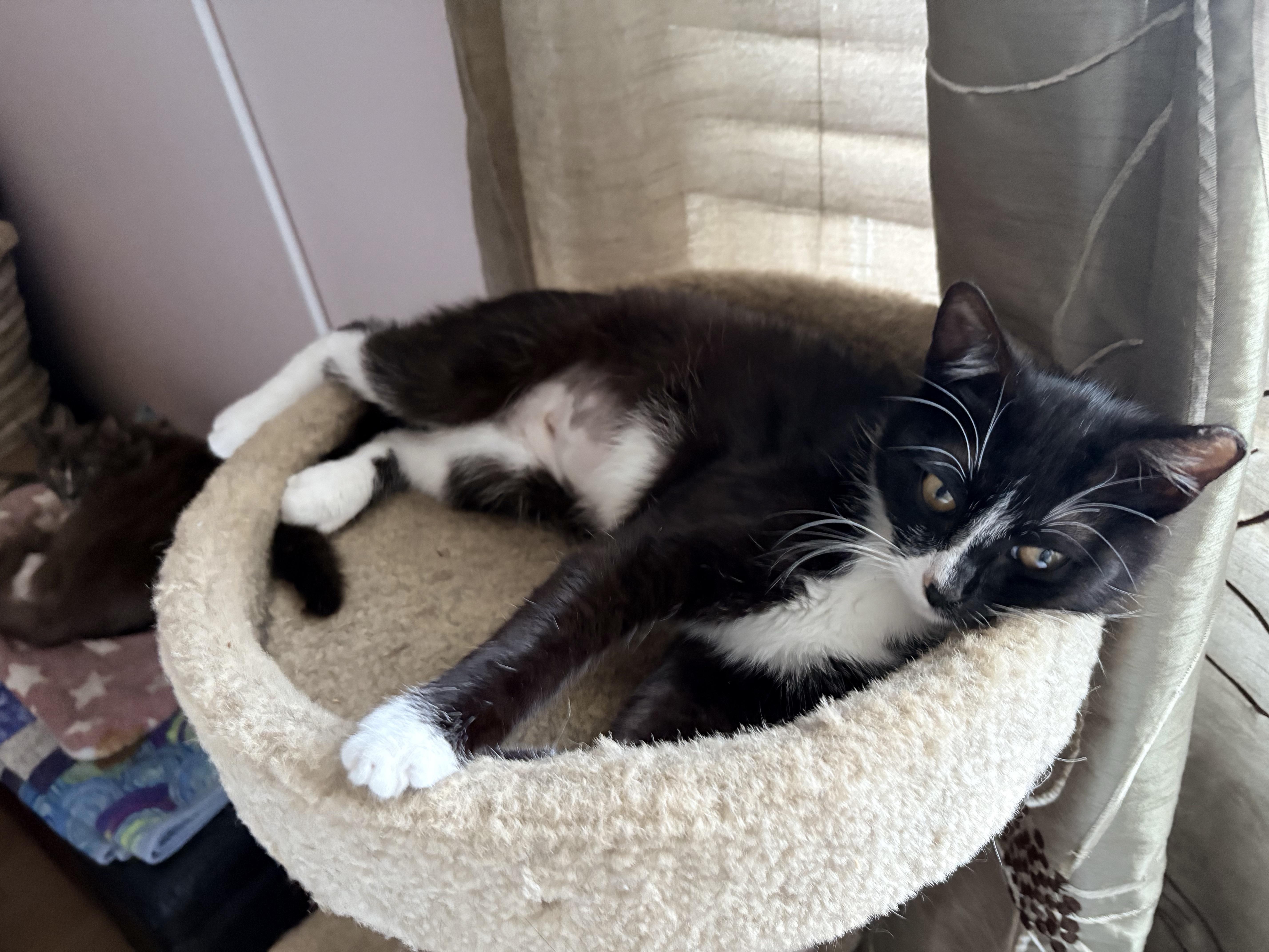 Chiki , a ADOPTABLE Domestic Short Hair in Hayward, CA image 2/6