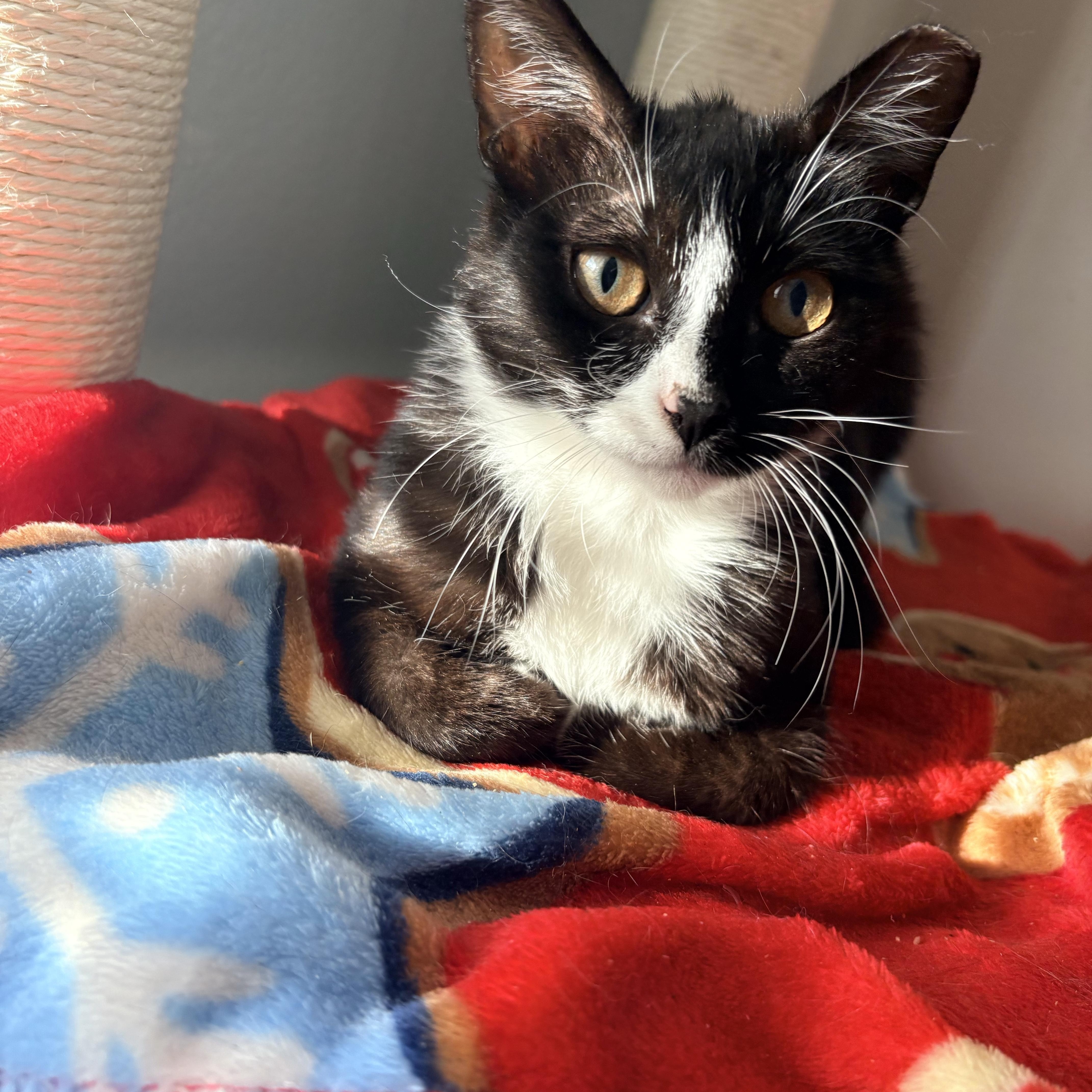 Chiki , a ADOPTABLE Domestic Short Hair in Hayward, CA image 4/6