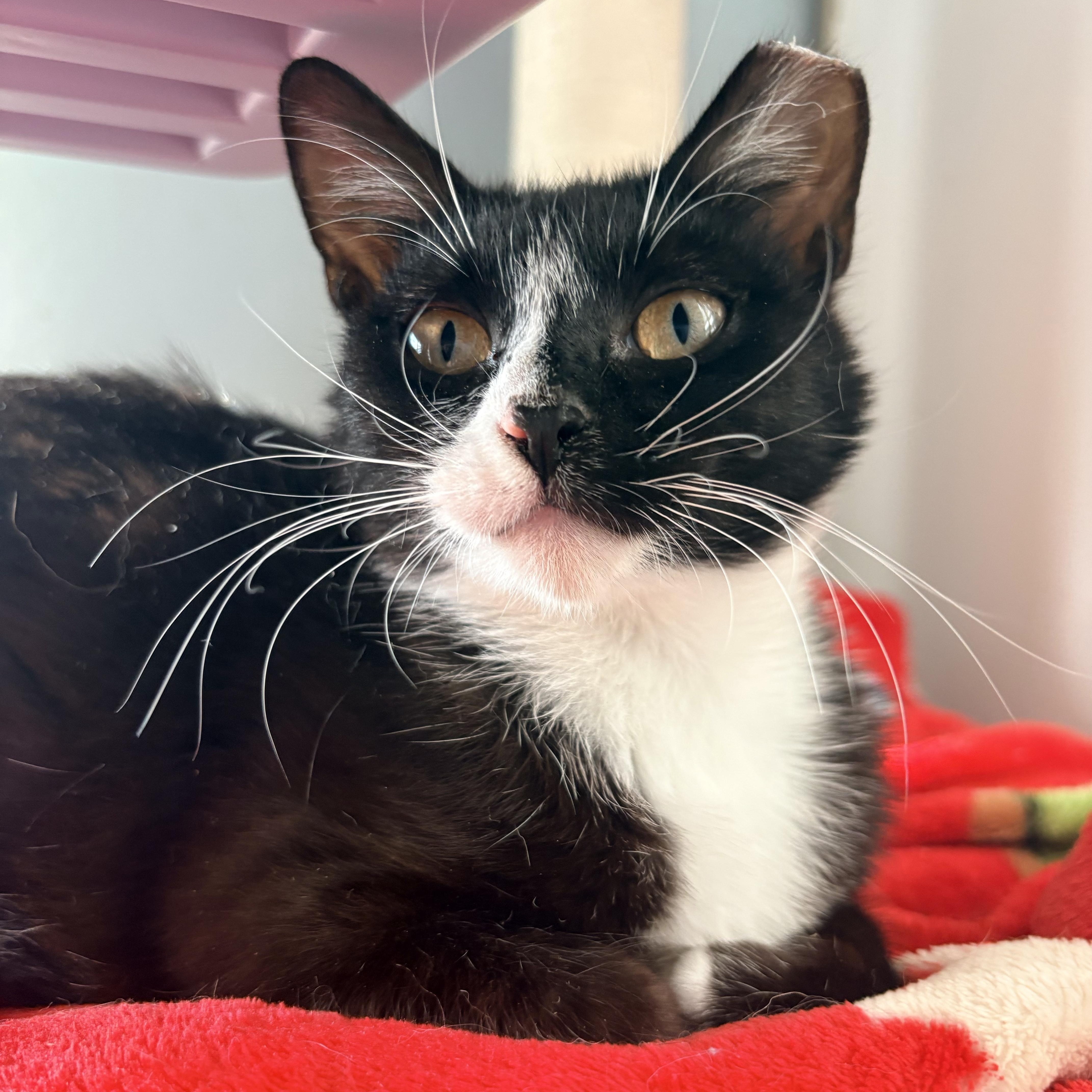 Chiki , a ADOPTABLE Domestic Short Hair in Hayward, CA image 3/6