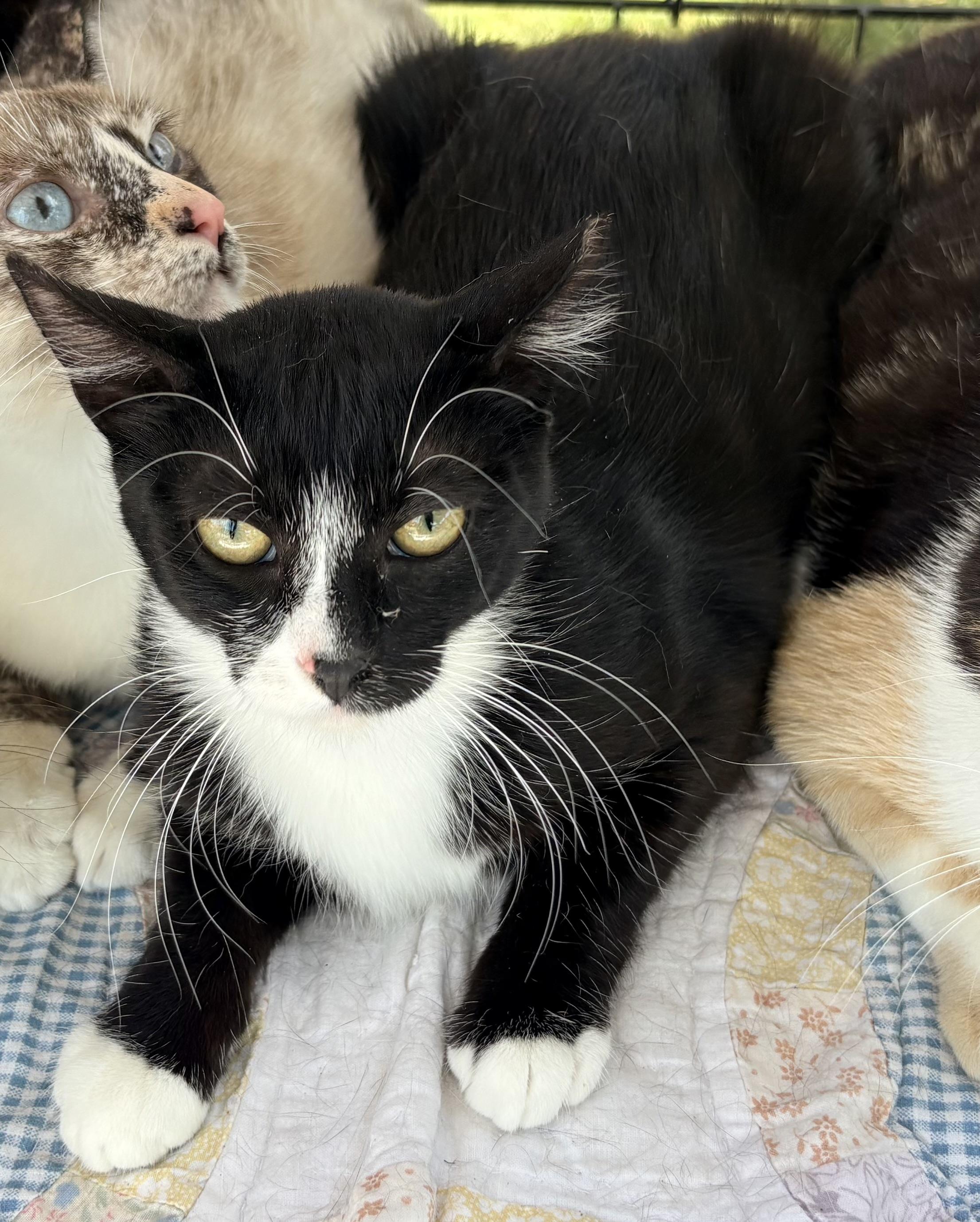 Chiki , ADOPTABLE, Young Female Domestic Short Hair.