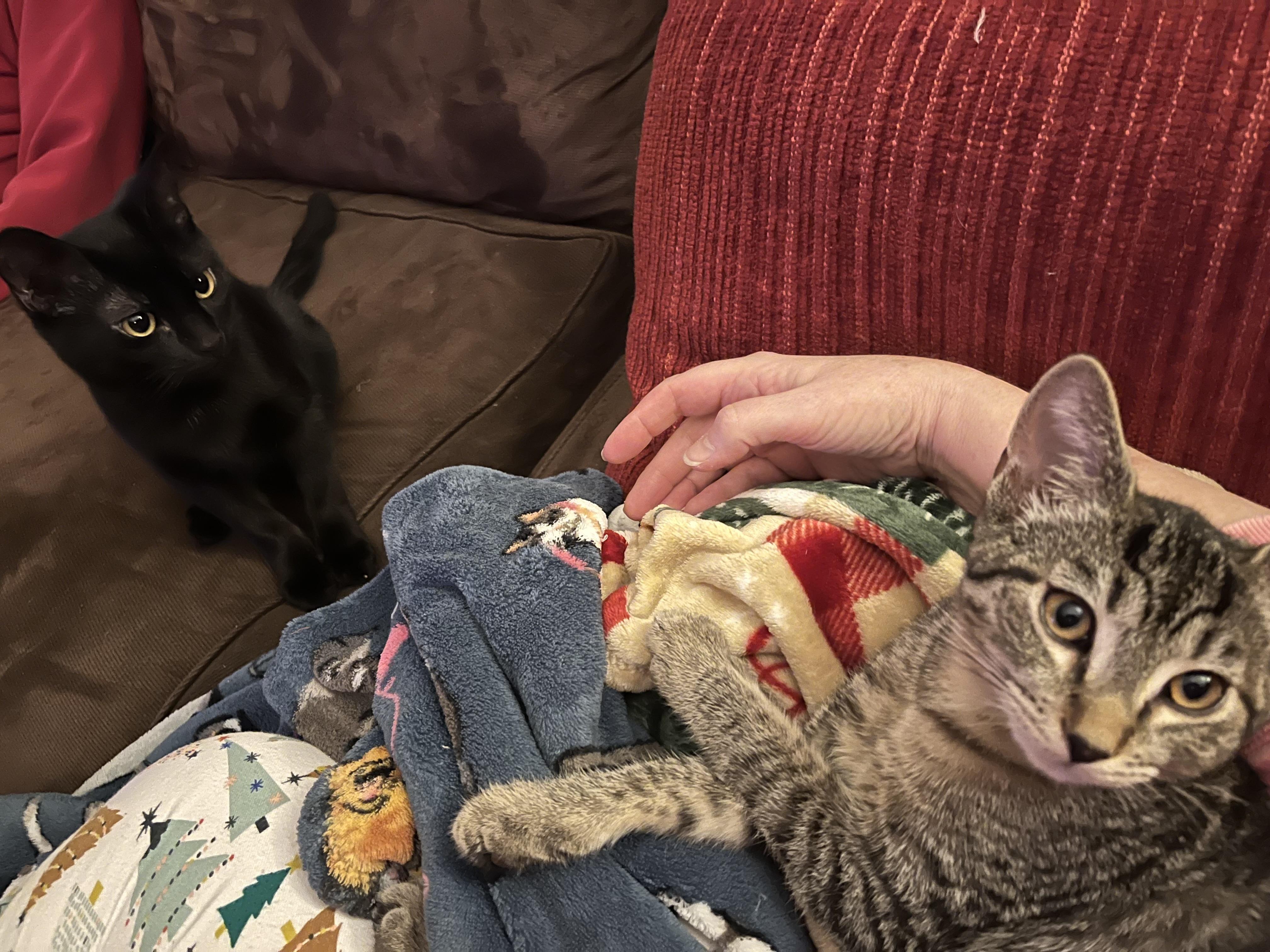 Enlarge Meet Bubbles- the Powerpuff girl!, an adopted American Shorthair in New Haven, CT image 6/6