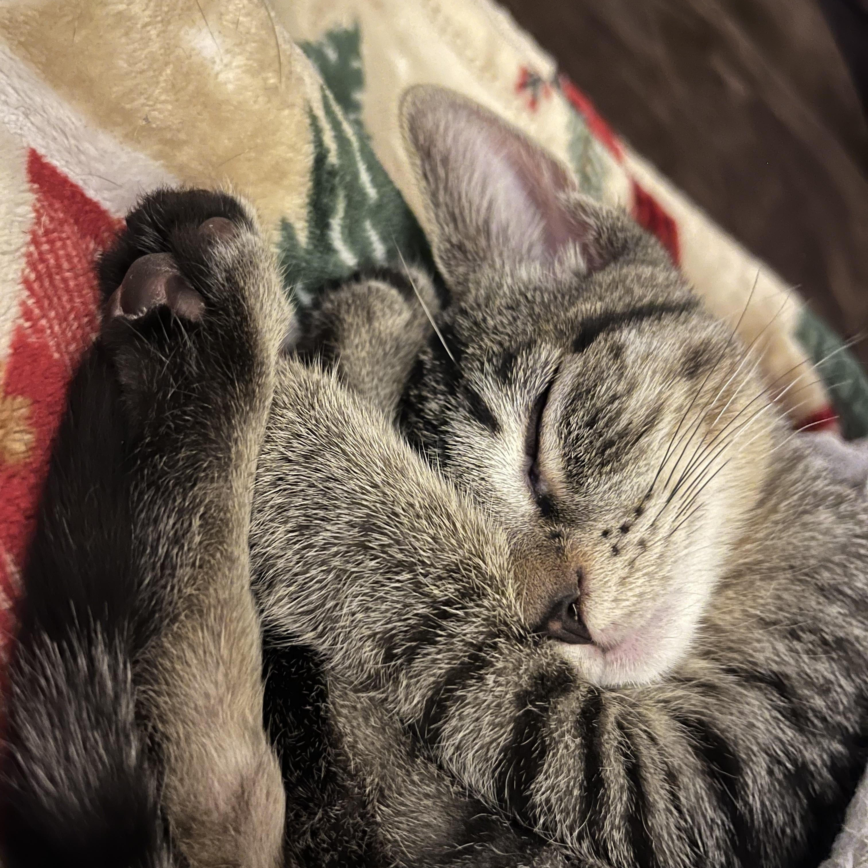 Enlarge Meet Bubbles- the Powerpuff girl!, an adopted American Shorthair in New Haven, CT image 4/6