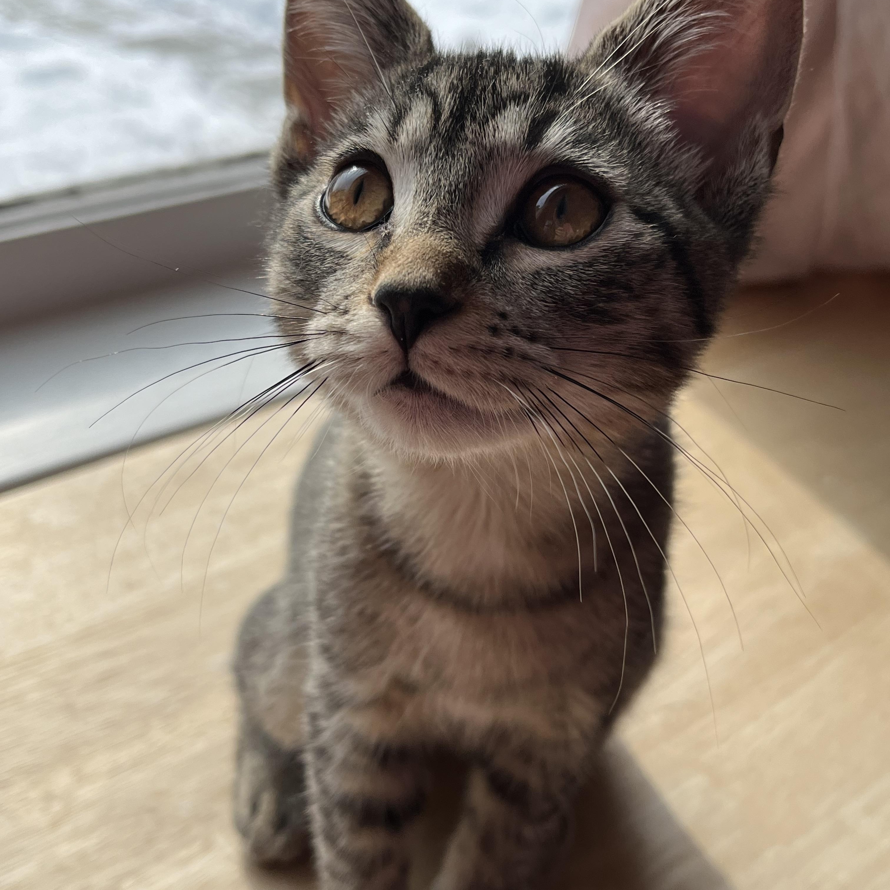 Enlarge Meet Bubbles- the Powerpuff girl!, an adopted American Shorthair in New Haven, CT image 3/6