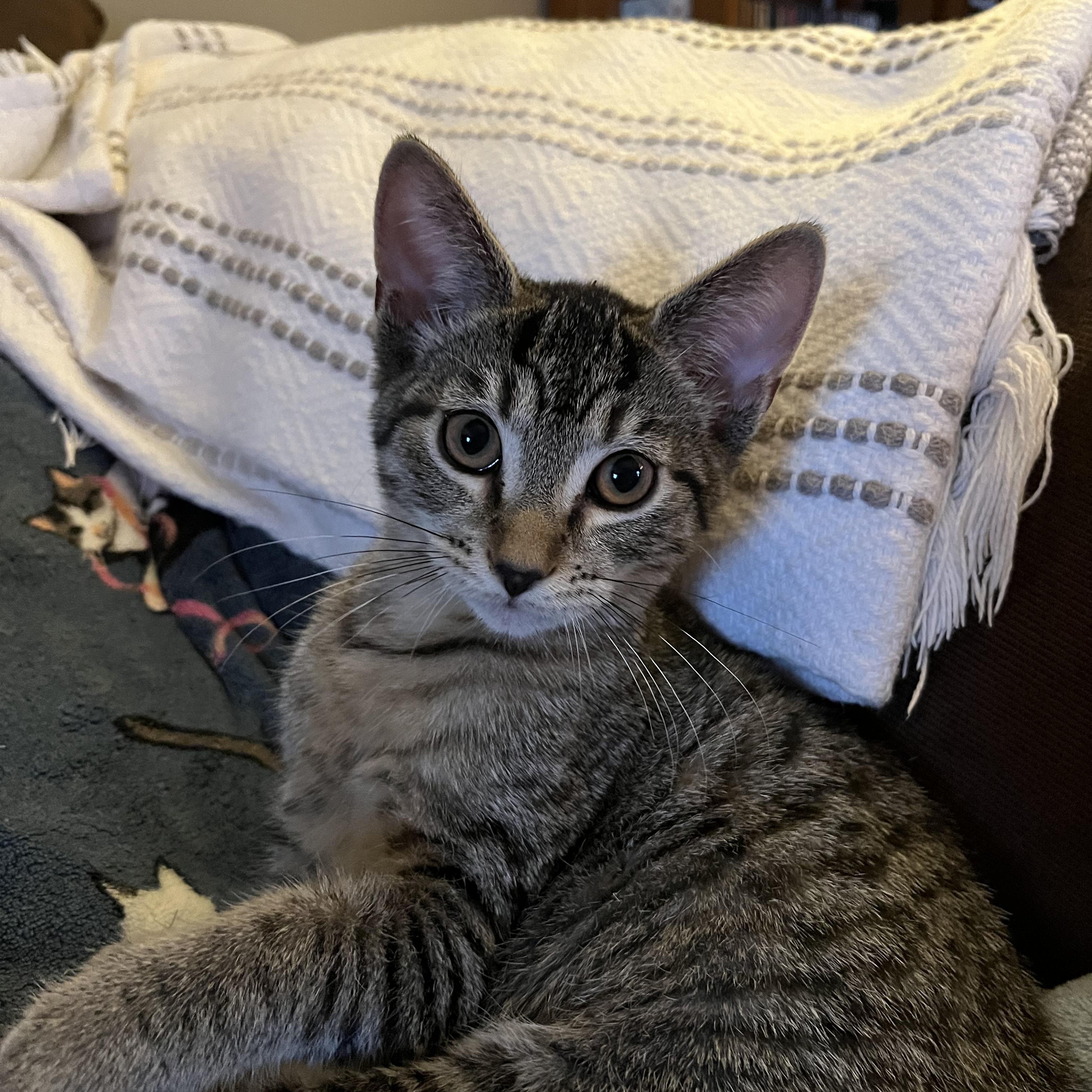 Enlarge Meet Bubbles- the Powerpuff girl!, an adopted American Shorthair in New Haven, CT image 1/6