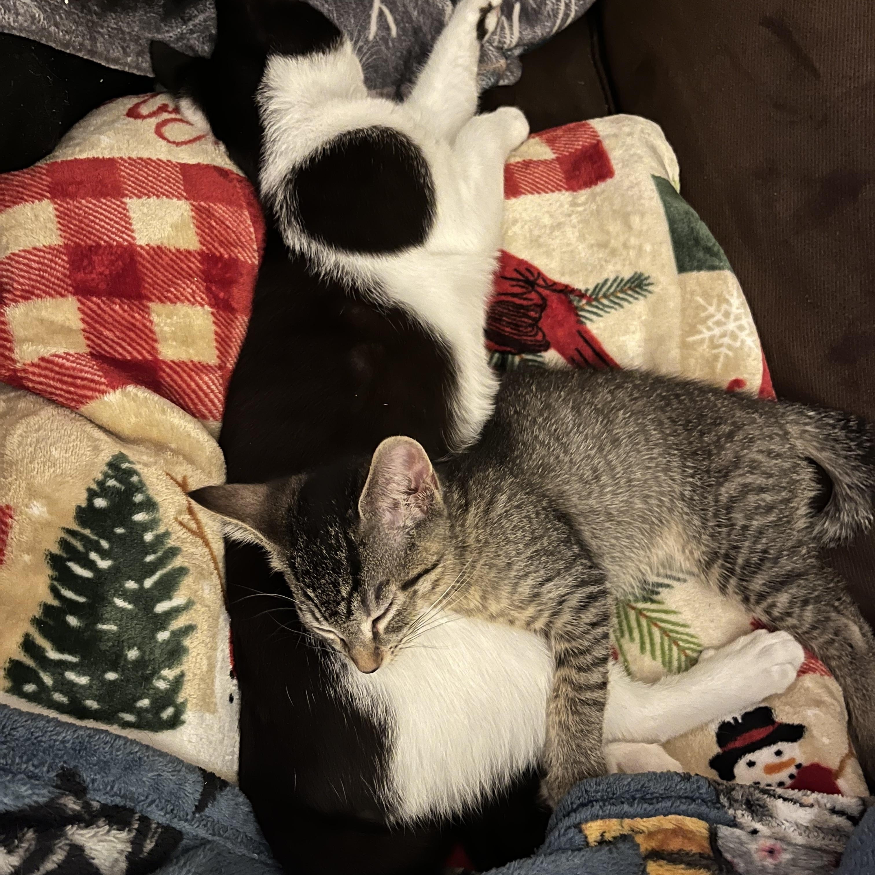 Enlarge Meet Bubbles- the Powerpuff girl!, an adopted American Shorthair in New Haven, CT image 5/6