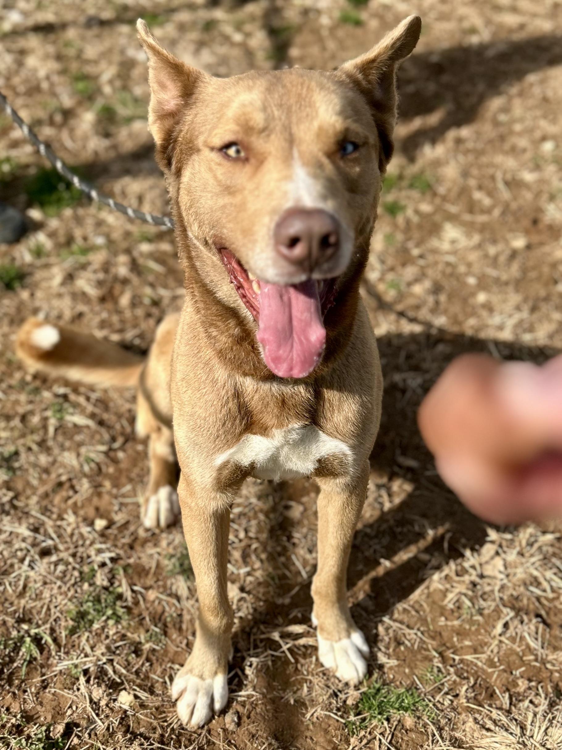 Sox, a ADOPTABLE mixed breed in Franklin, KY image 1/6