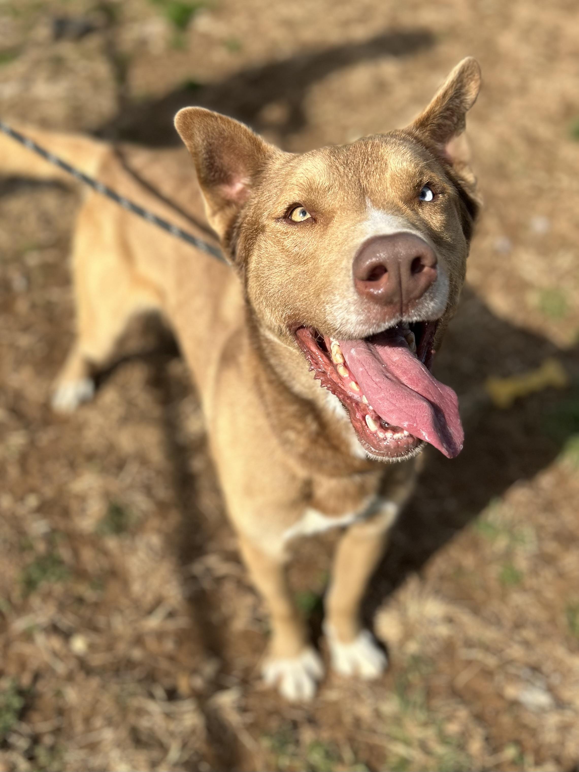 Sox, a ADOPTABLE mixed breed in Franklin, KY image 3/6