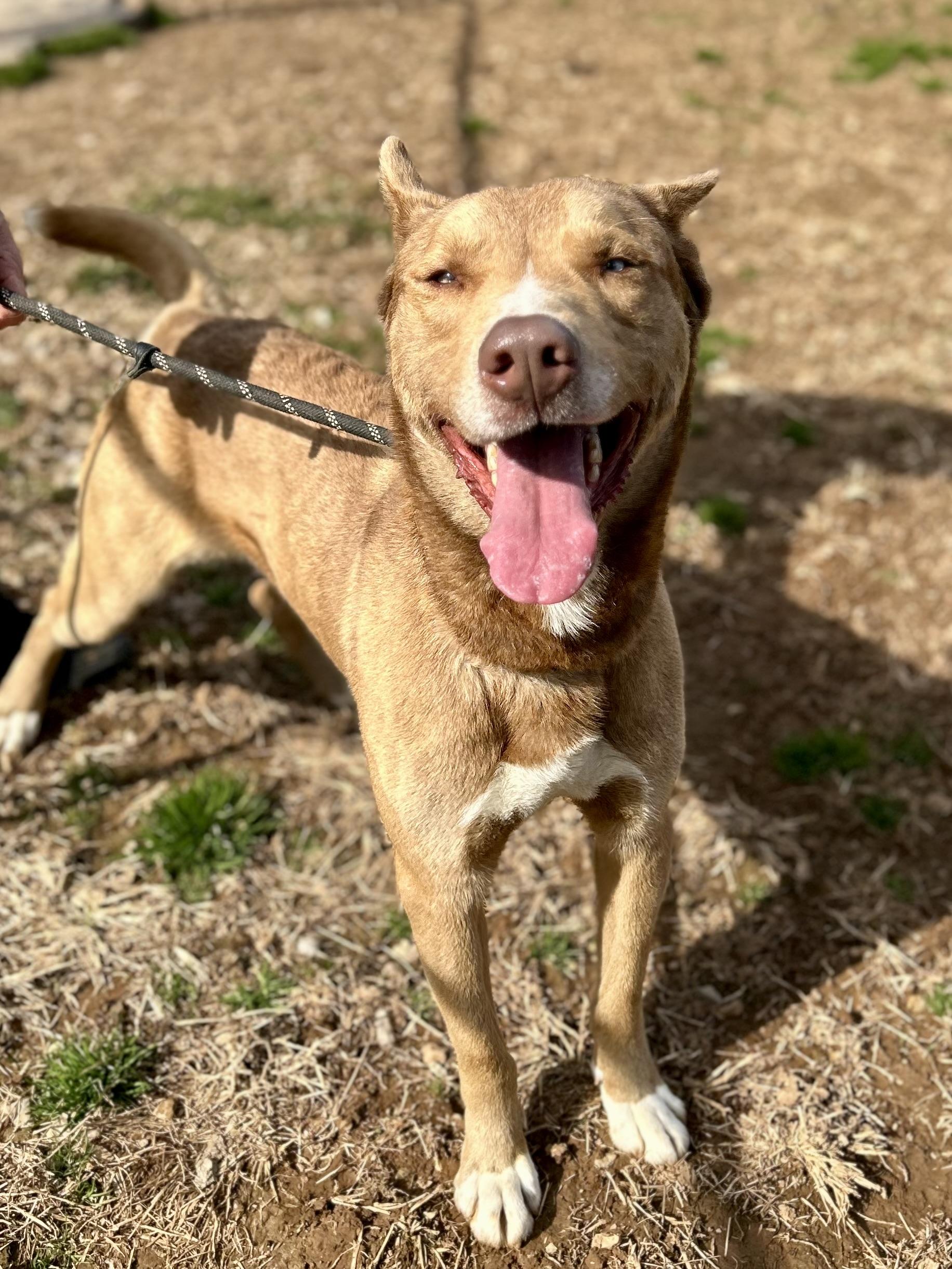 Sox, a ADOPTABLE mixed breed in Franklin, KY image 2/6