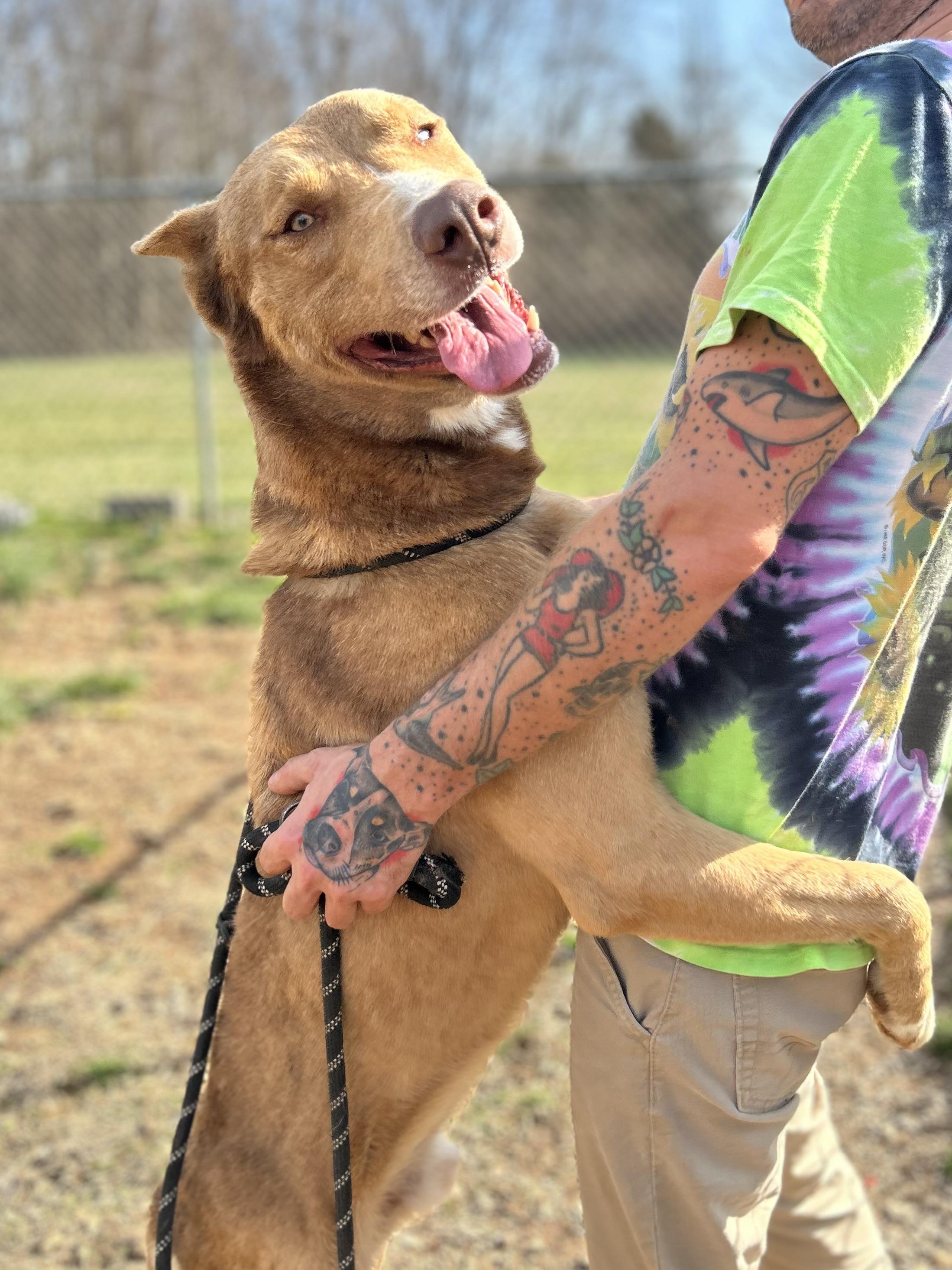 Sox, a ADOPTABLE mixed breed in Franklin, KY image 4/6