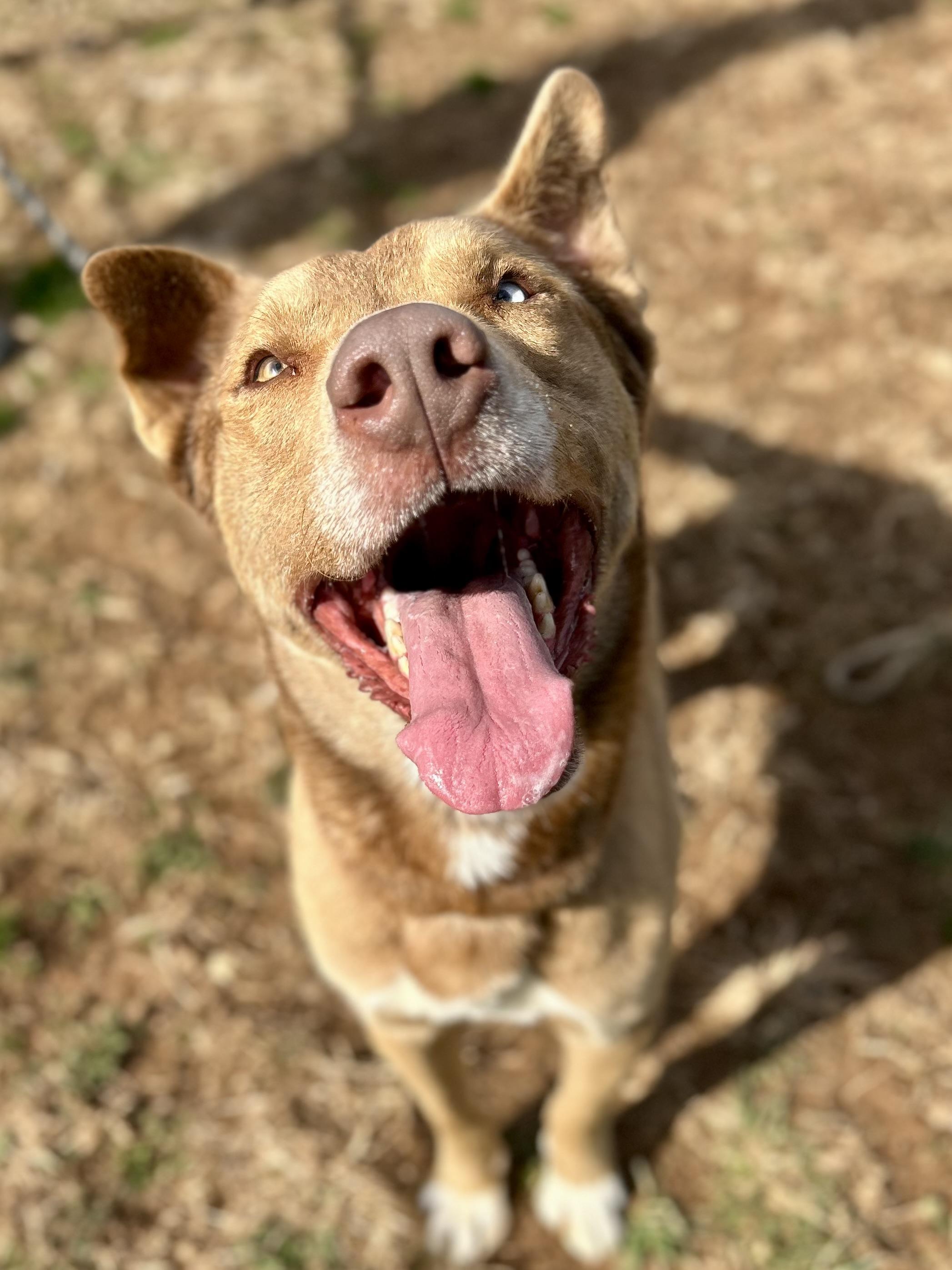 Sox, a ADOPTABLE mixed breed in Franklin, KY image 5/6