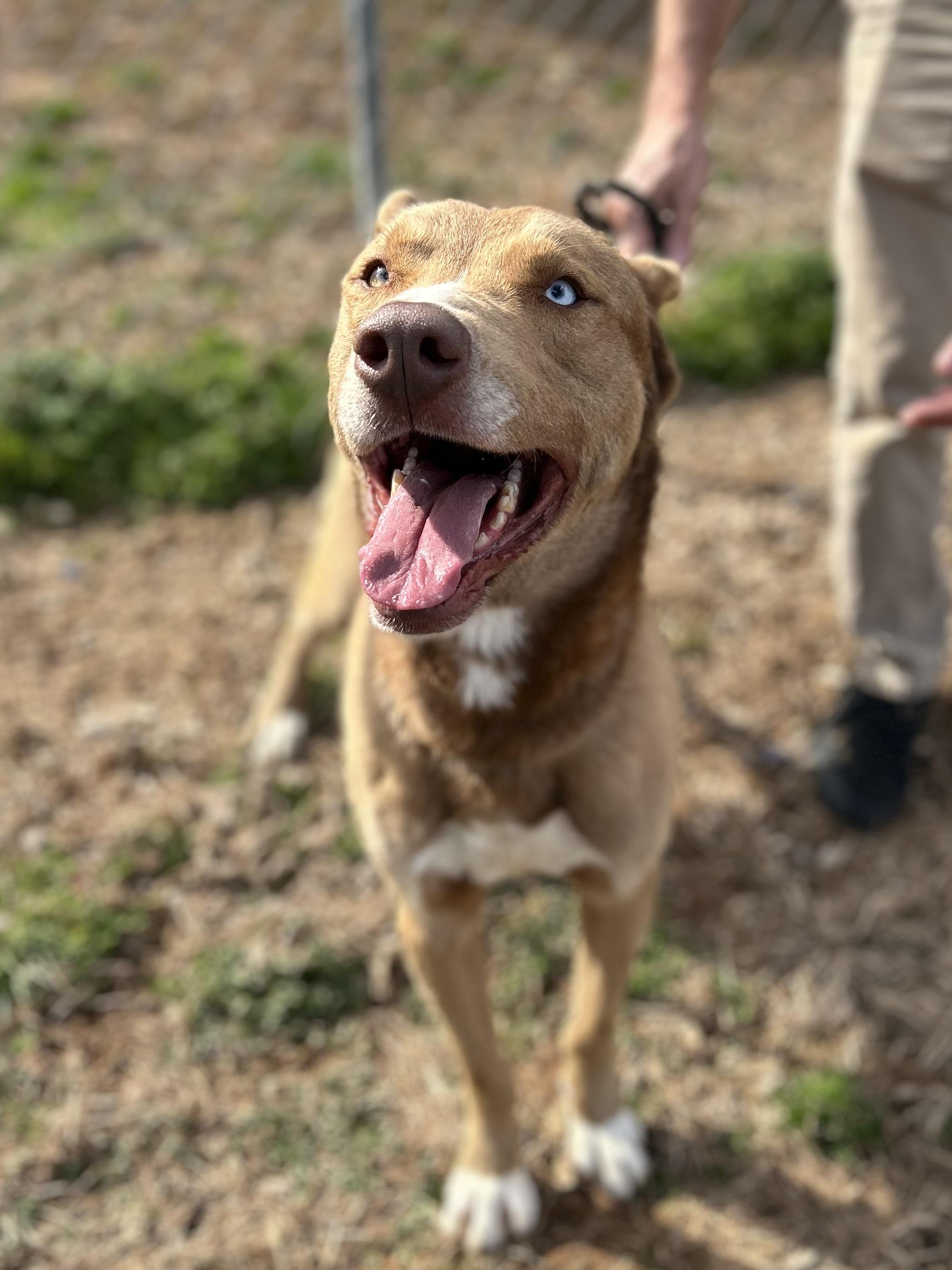 Sox, a ADOPTABLE mixed breed in Franklin, KY image 6/6