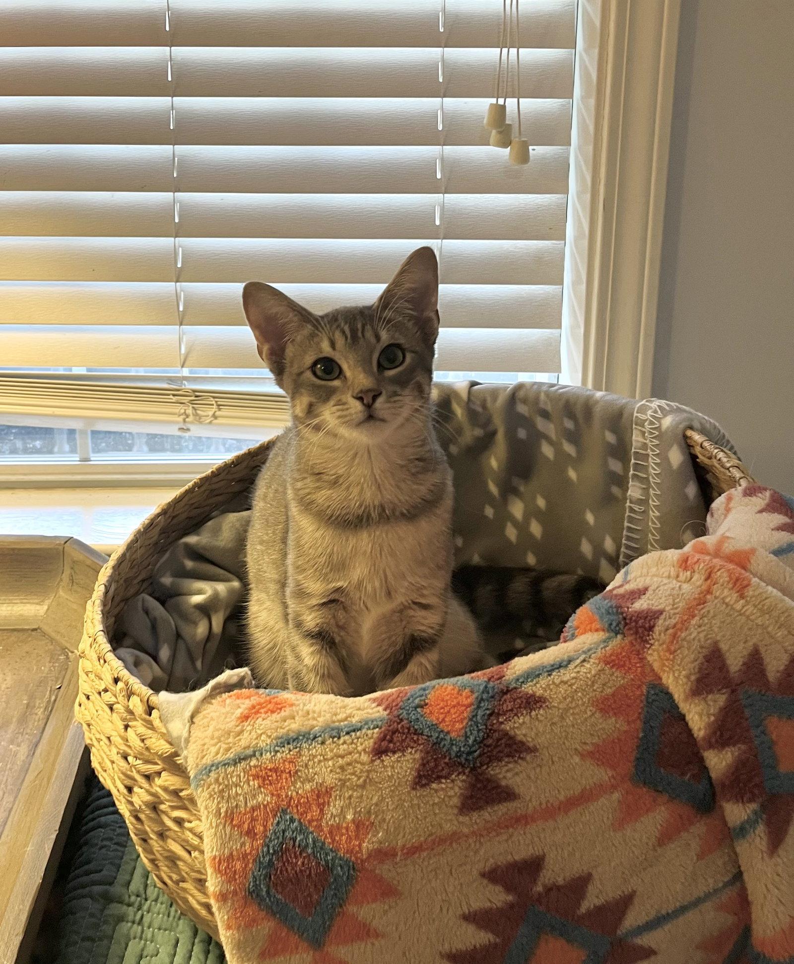 Enlarge NICHOLE, a Adoptable Domestic Short Hair in Southaven, MS image 2/3