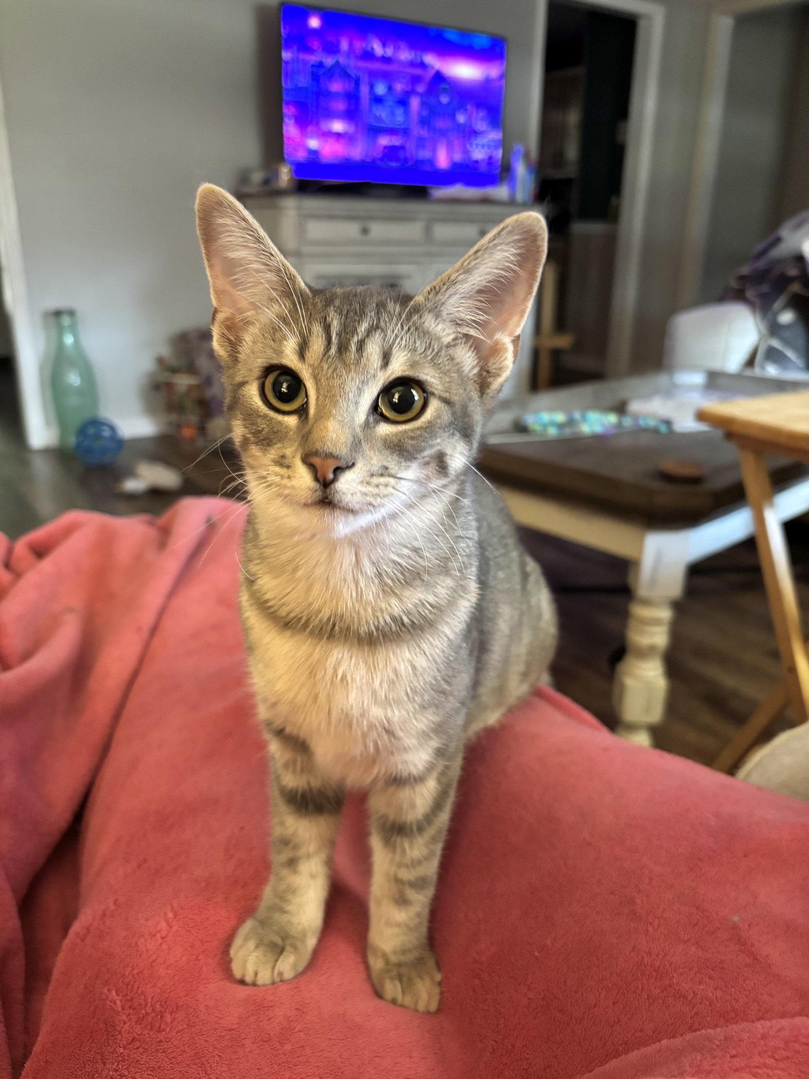 NICHOLE, Adoptable, Kitten Female Domestic Short Hair.