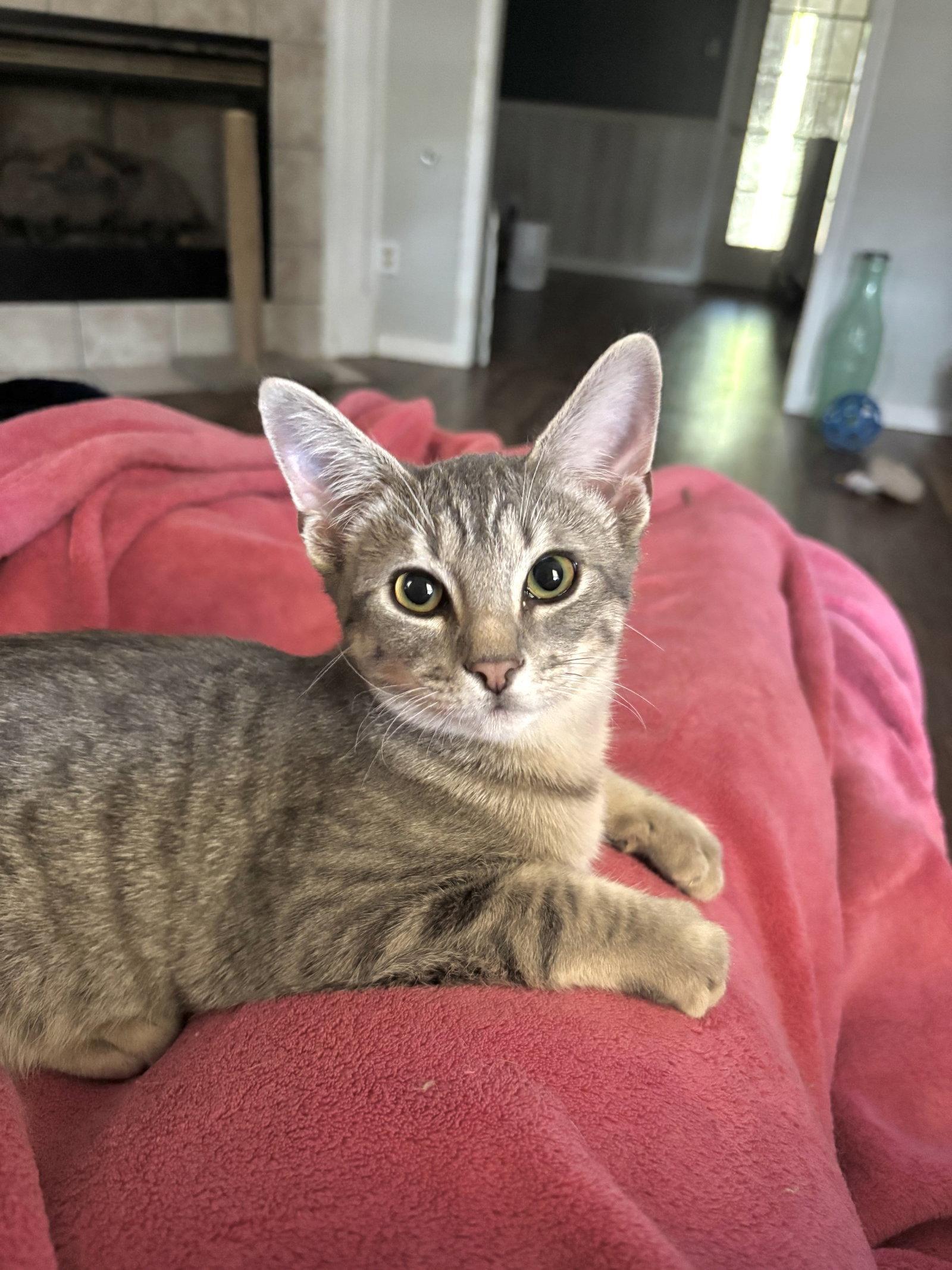 Enlarge NICHOLE, a Adoptable Domestic Short Hair in Southaven, MS image 3/3