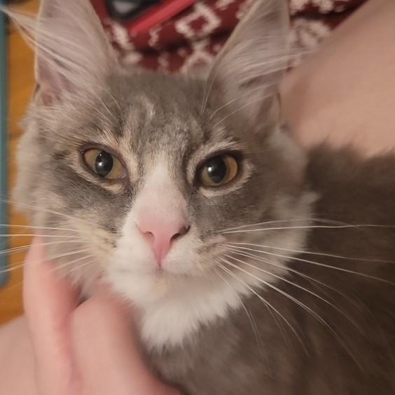 Flounder, Adoptable, Kitten Female British Longhair.