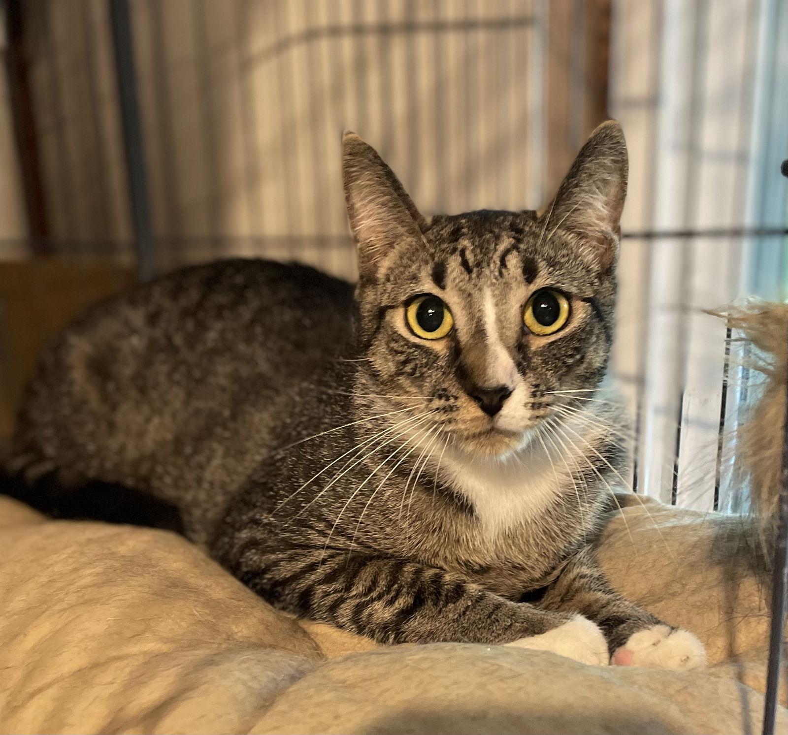 Bootsie, a Adoptable Domestic Short Hair in Spring City, PA image 1/3