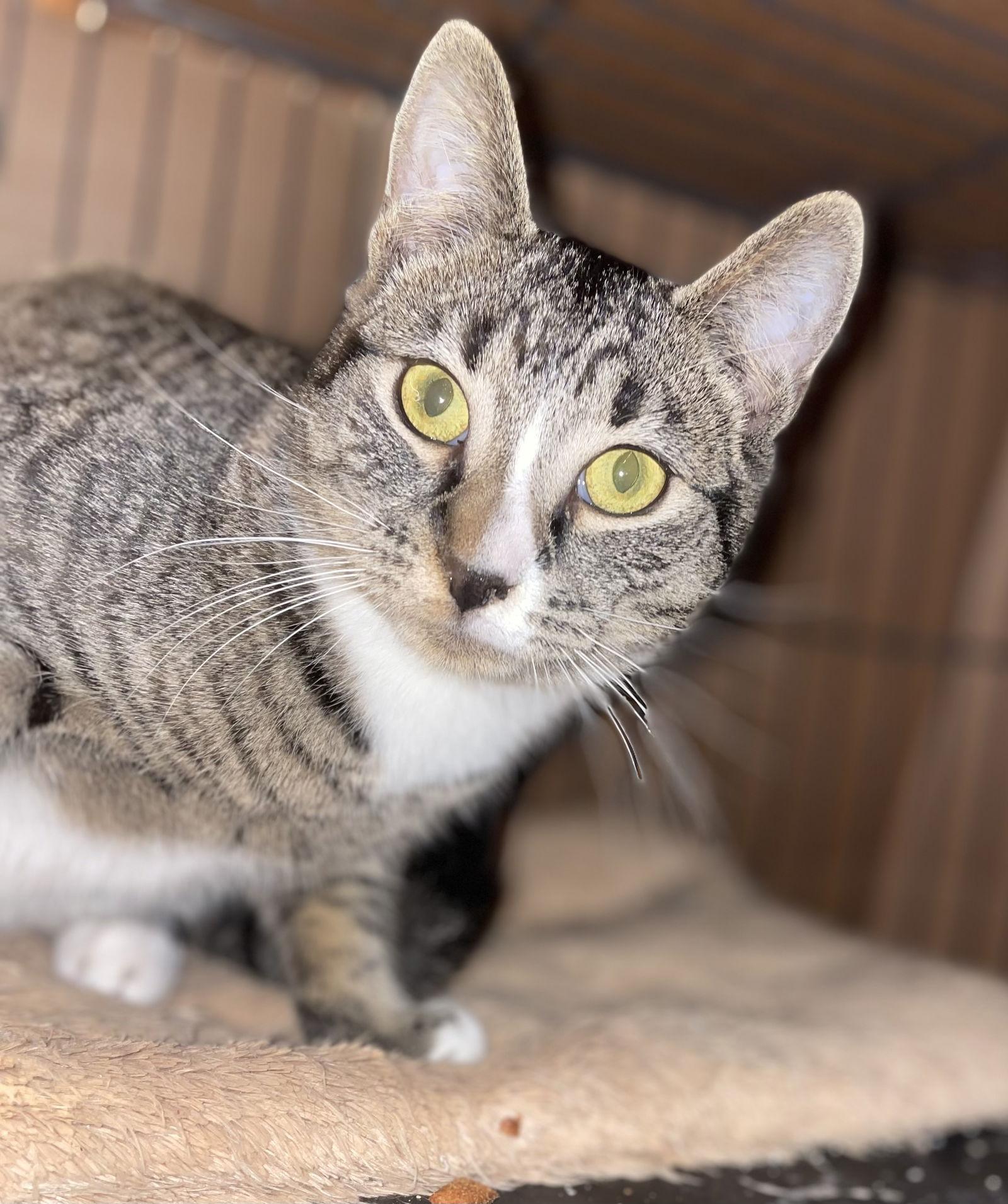 Bootsie, a Adoptable Domestic Short Hair in Spring City, PA image 2/3