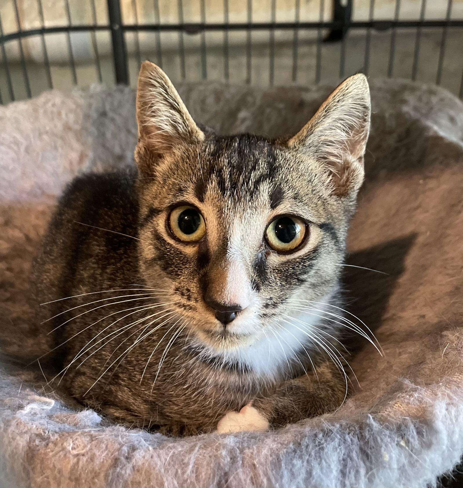 Bootsie, a Adoptable Domestic Short Hair in Spring City, PA image 3/3