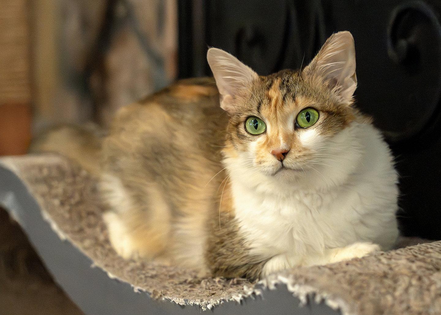 Enlarge Nouga, a Adopted mixed breed in Buford, GA image 1/3