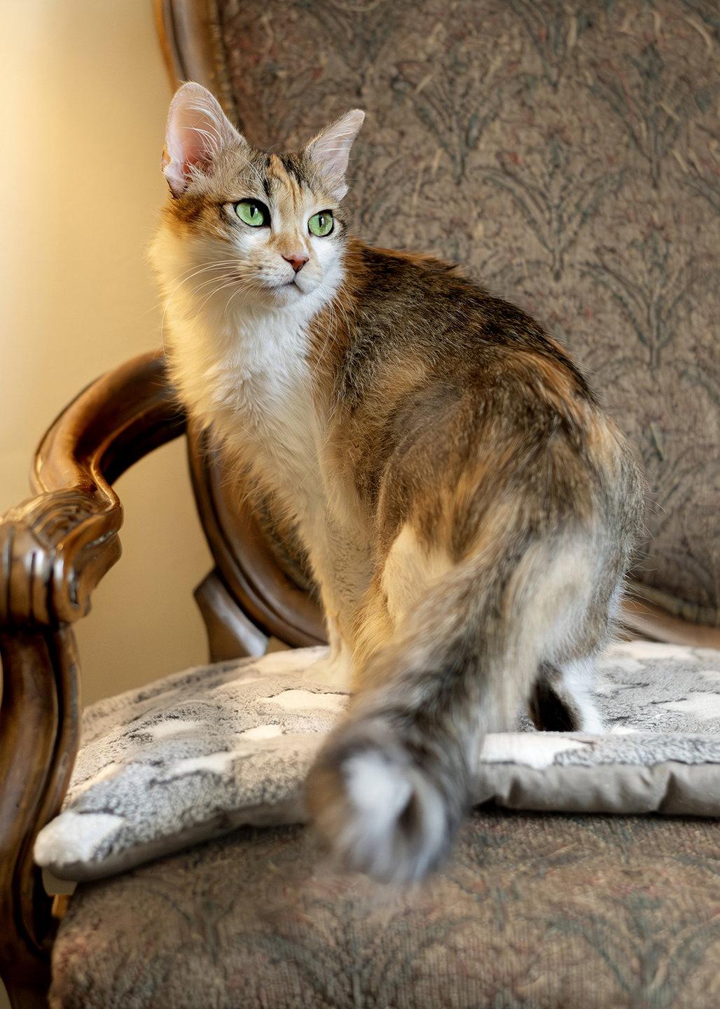 Enlarge Nouga, a Adopted mixed breed in Buford, GA image 2/3