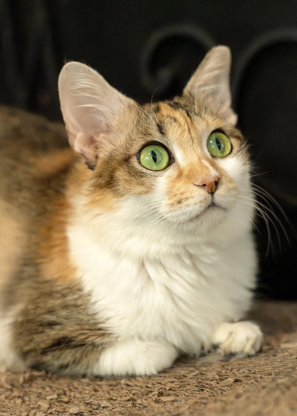 Enlarge Nouga, a Adopted mixed breed in Buford, GA image 3/3