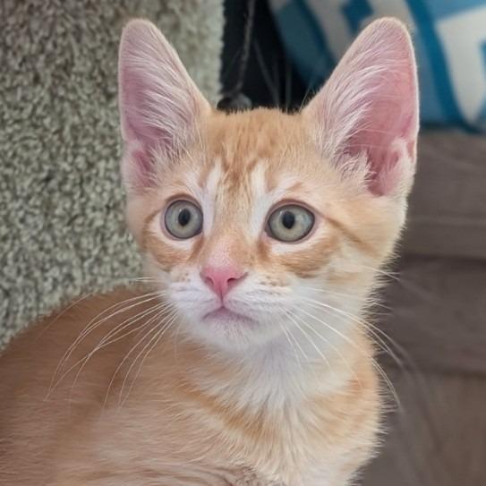 Enlarge Dillinger26, a Adoptable mixed breed in Youngsville, NC image 1/5