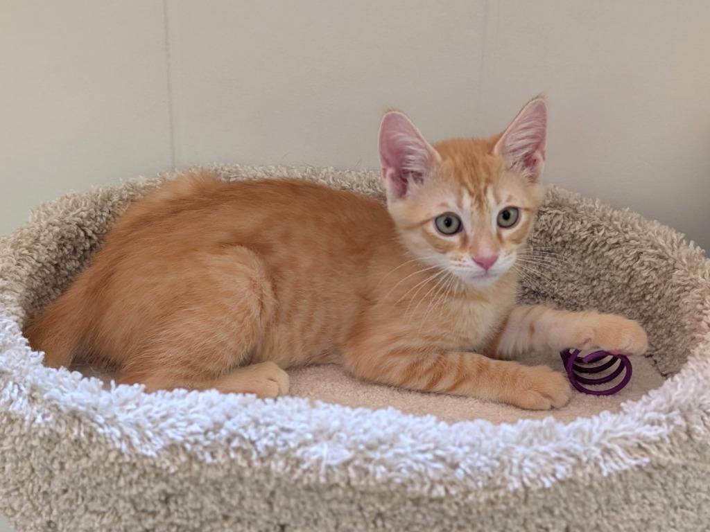 Enlarge Dillinger26, a Adoptable mixed breed in Youngsville, NC image 2/5