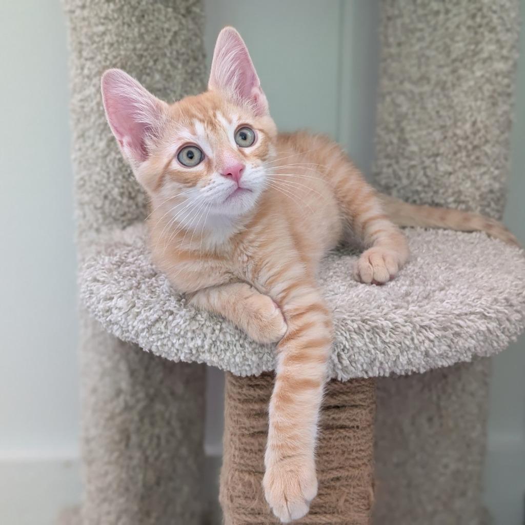 Enlarge Dillinger26, a Adoptable mixed breed in Youngsville, NC image 4/5