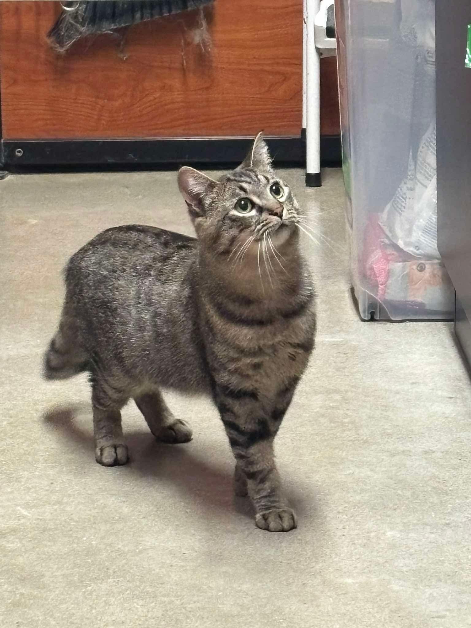 Enlarge DAMIAN, a Adoptable Domestic Short Hair in Tillsonburg, ON image 1/5
