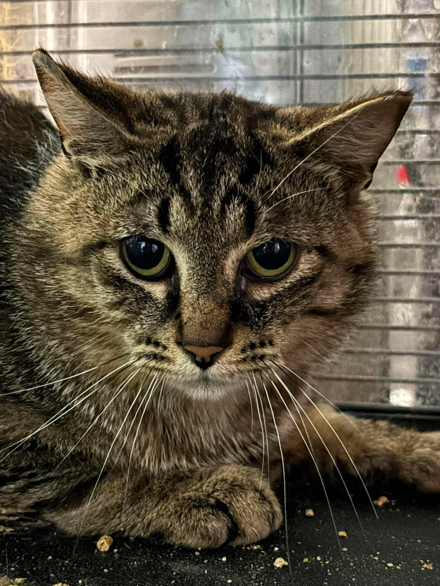Enlarge Damian, a Adoptable Domestic Short Hair in Tillsonburg, ON image 1/1