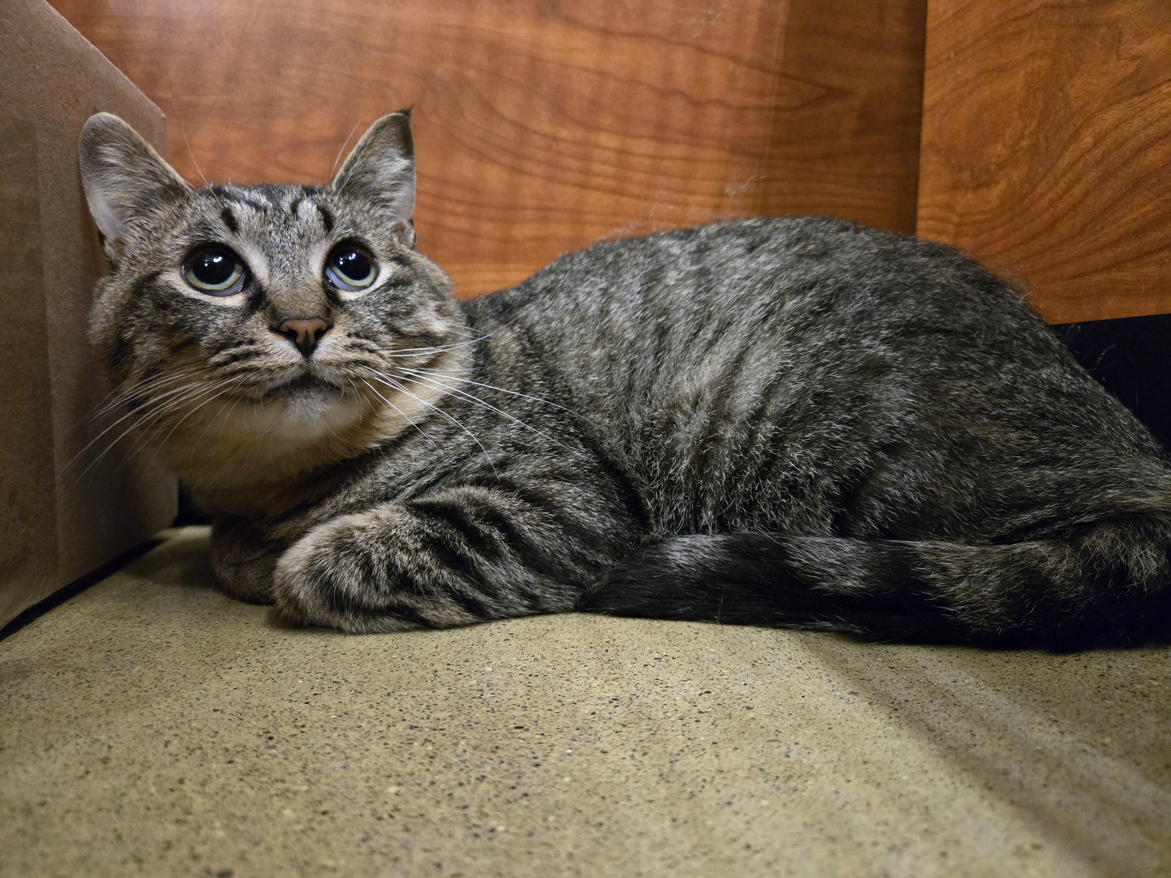 Enlarge DAMIAN, a Adoptable Domestic Short Hair in Tillsonburg, ON image 3/5