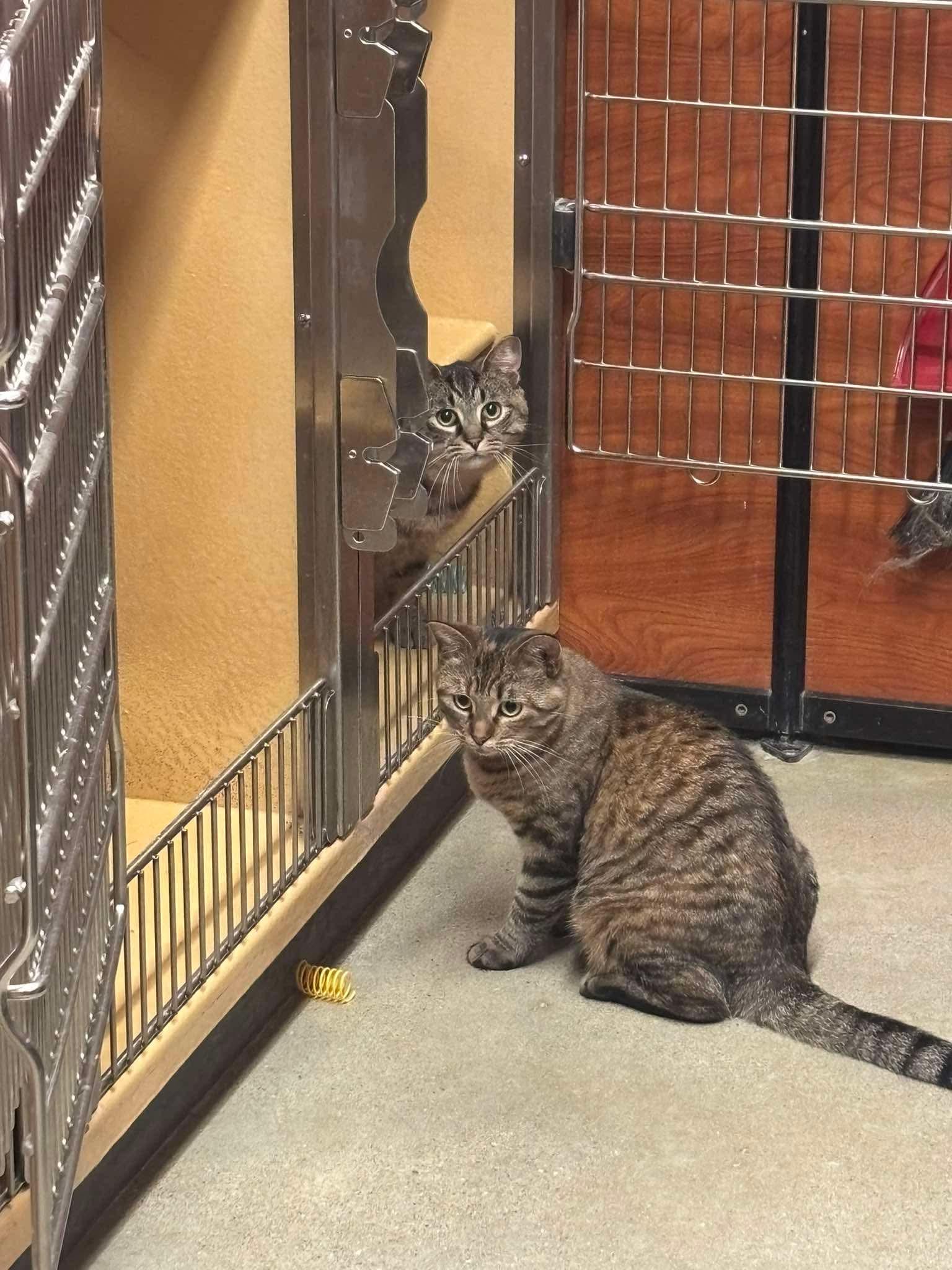 Enlarge DAMIAN, a Adoptable Domestic Short Hair in Tillsonburg, ON image 4/5