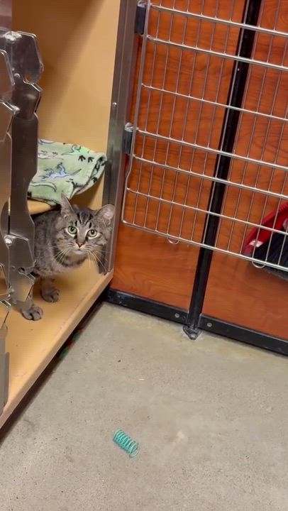 Enlarge DAMIAN, a Adoptable Domestic Short Hair in Tillsonburg, ON video 5/5