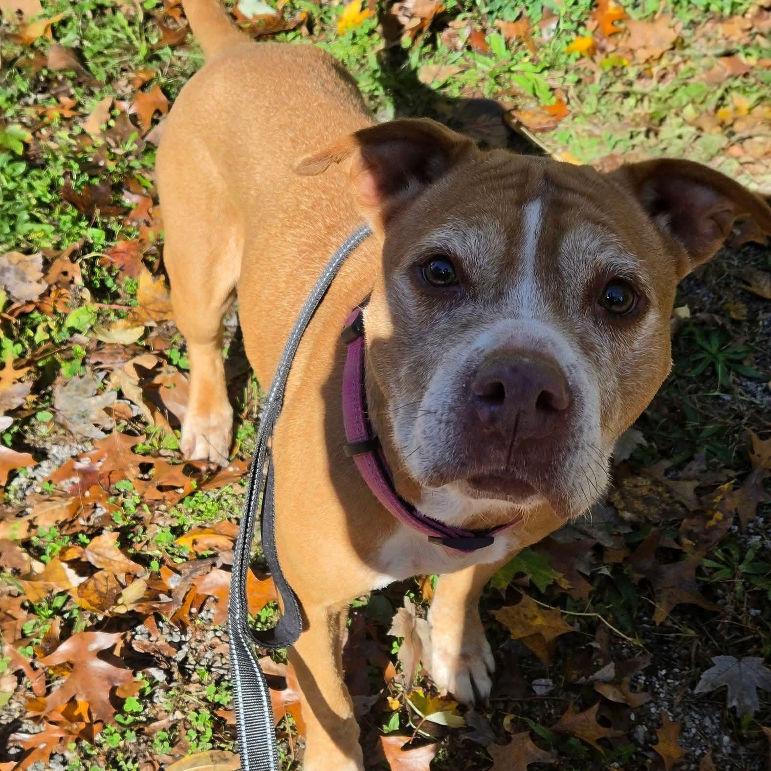 Enlarge Bloom, a Adoptable mixed breed in Warren, OH image 1/1
