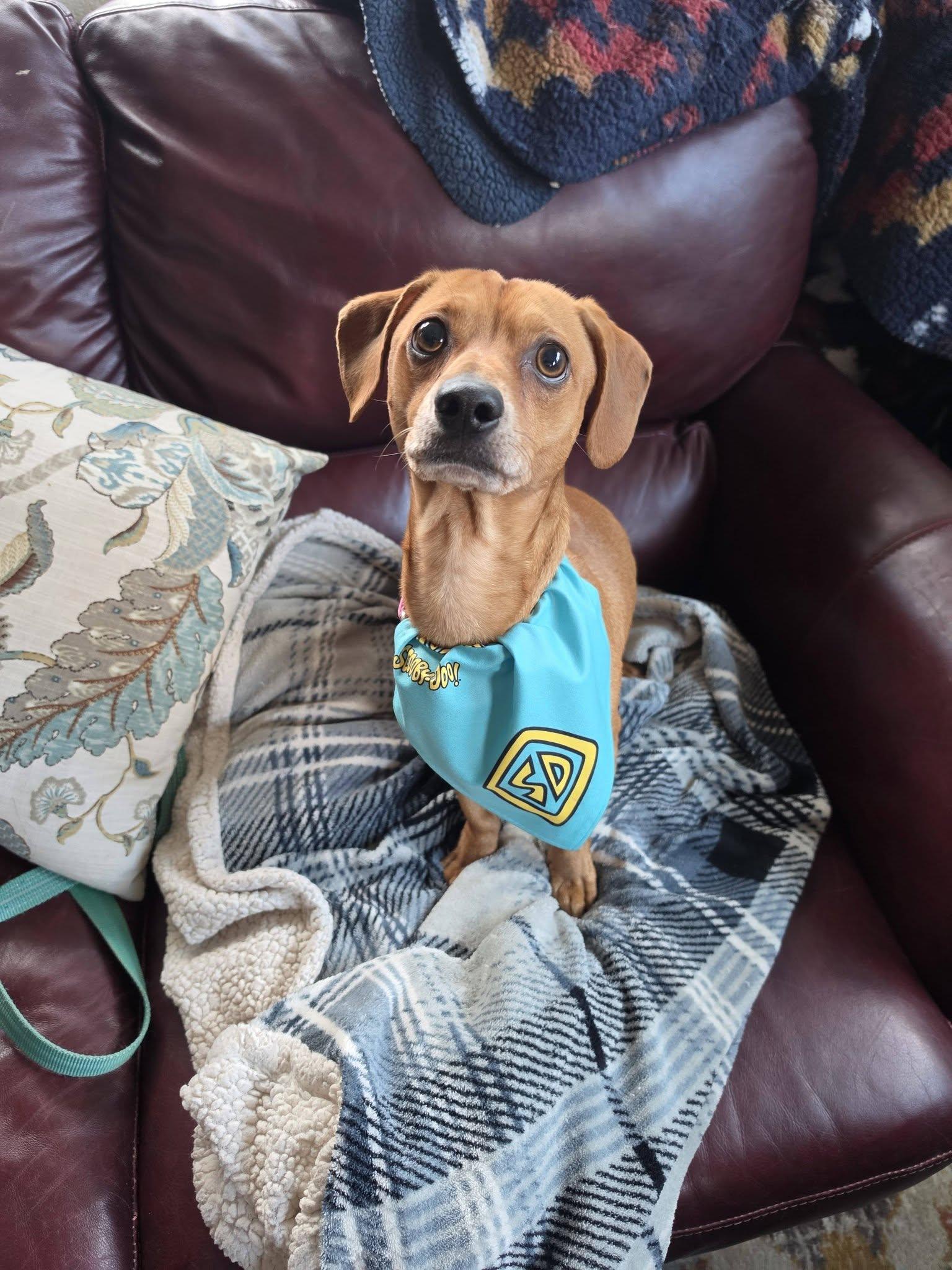 Scooby, Adoptable, Adult Male Miniature Dachshund & Chihuahua.