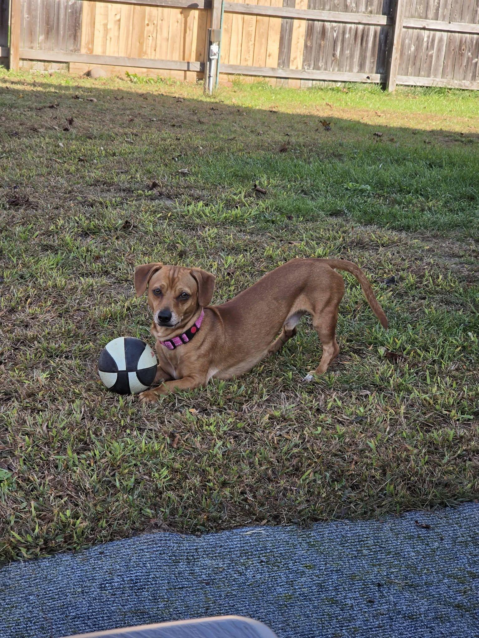 Enlarge Scooby, a Adoptable mixed breed in Liverpool, NY image 2/4