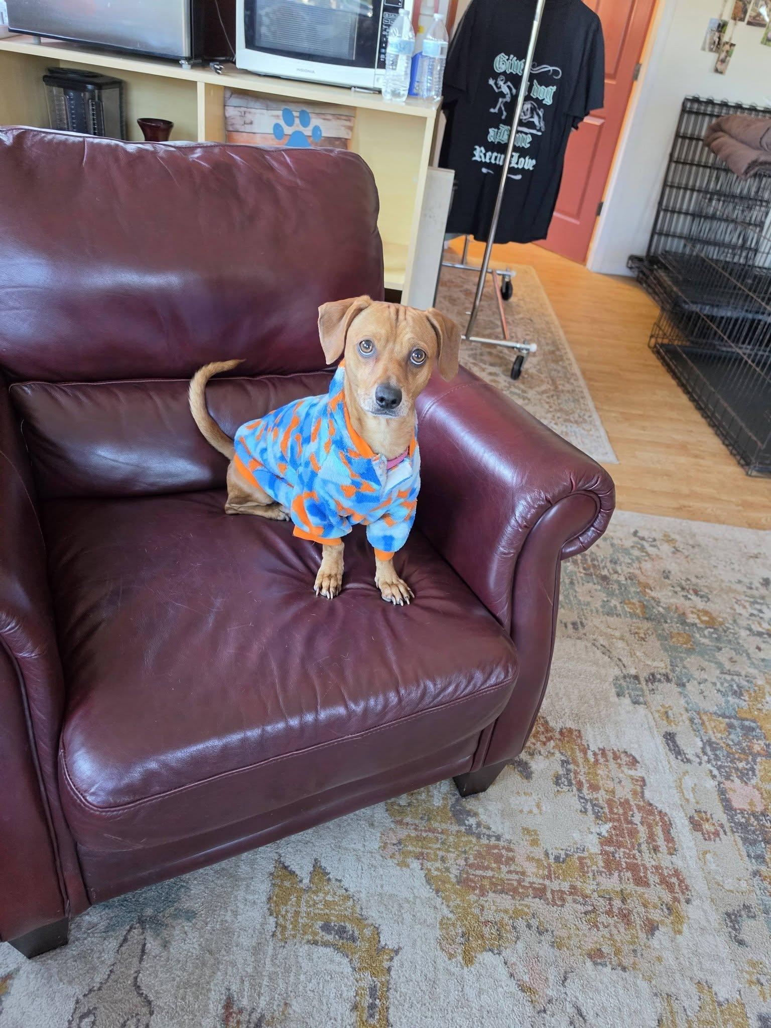 Enlarge Scooby, a Adoptable mixed breed in Liverpool, NY image 4/4