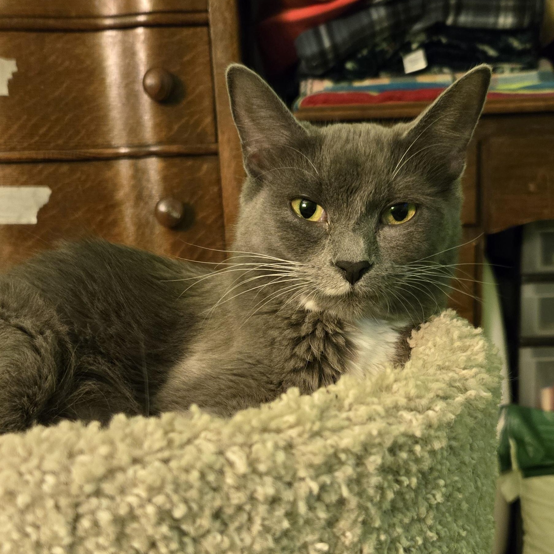 Hera, a Adoptable Domestic Short Hair in Swartz Creek, MI image 2/4