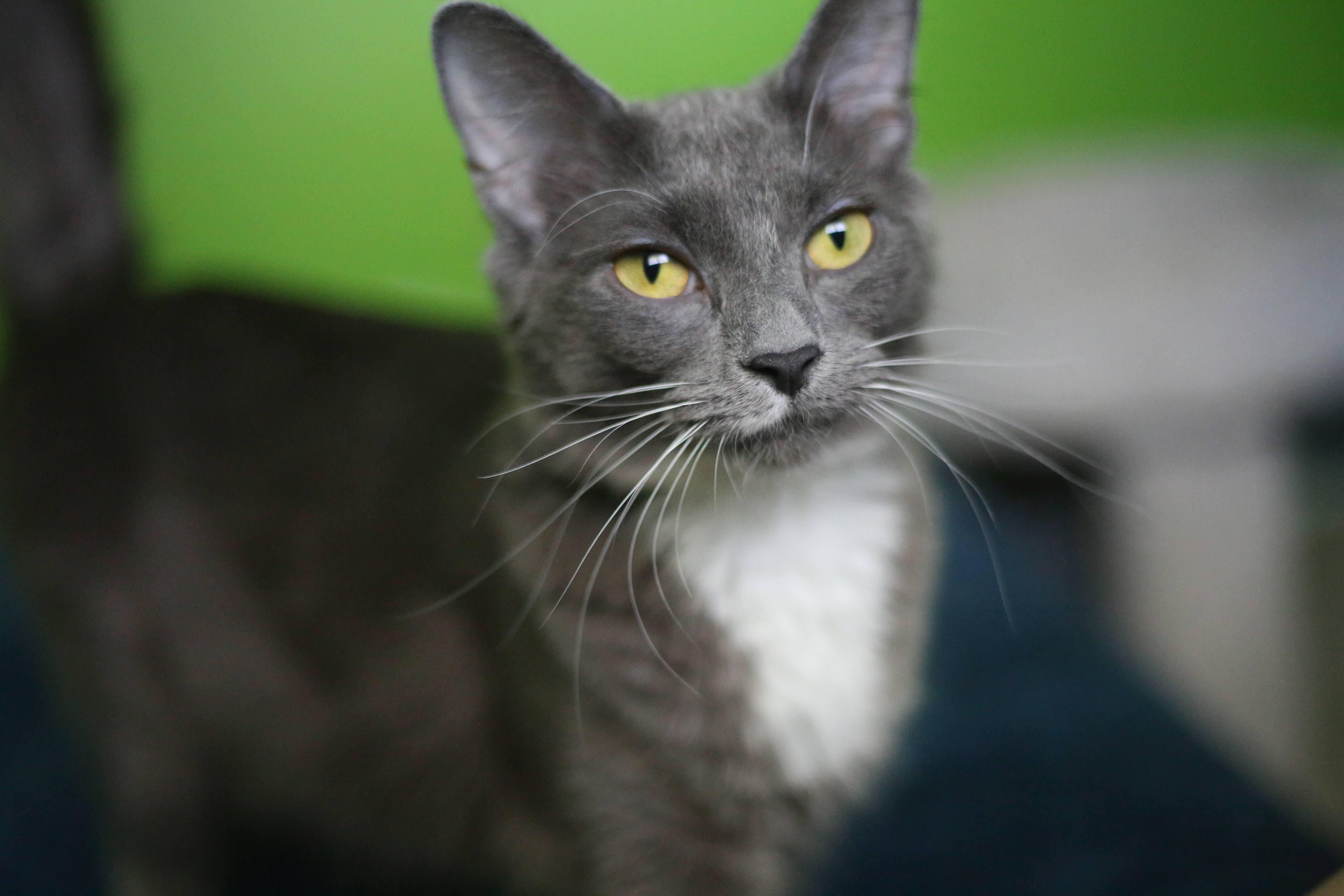 Hera, Adoptable, Young Female Domestic Short Hair.