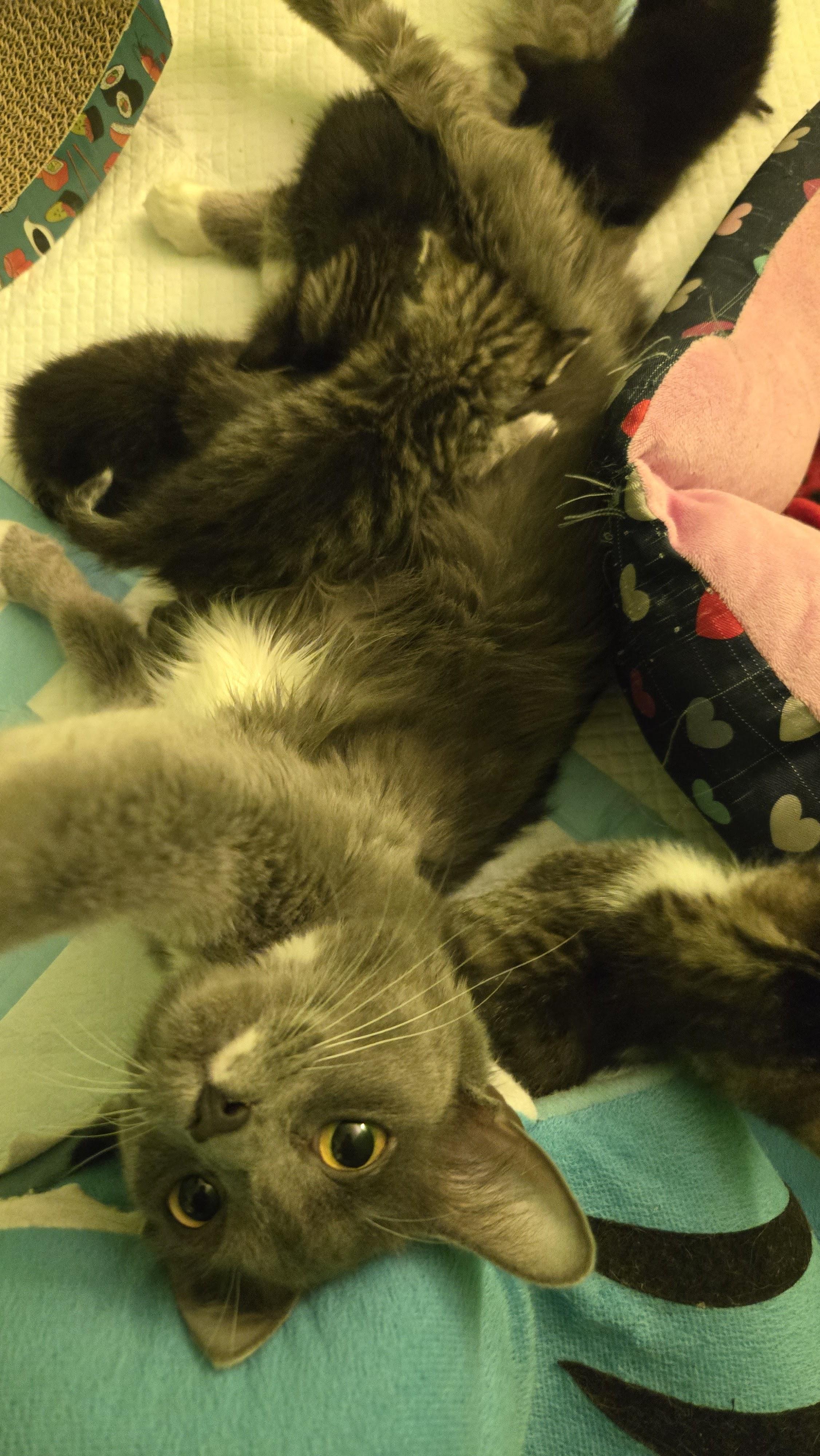 Hera, a Adoptable Domestic Short Hair in Swartz Creek, MI image 3/4