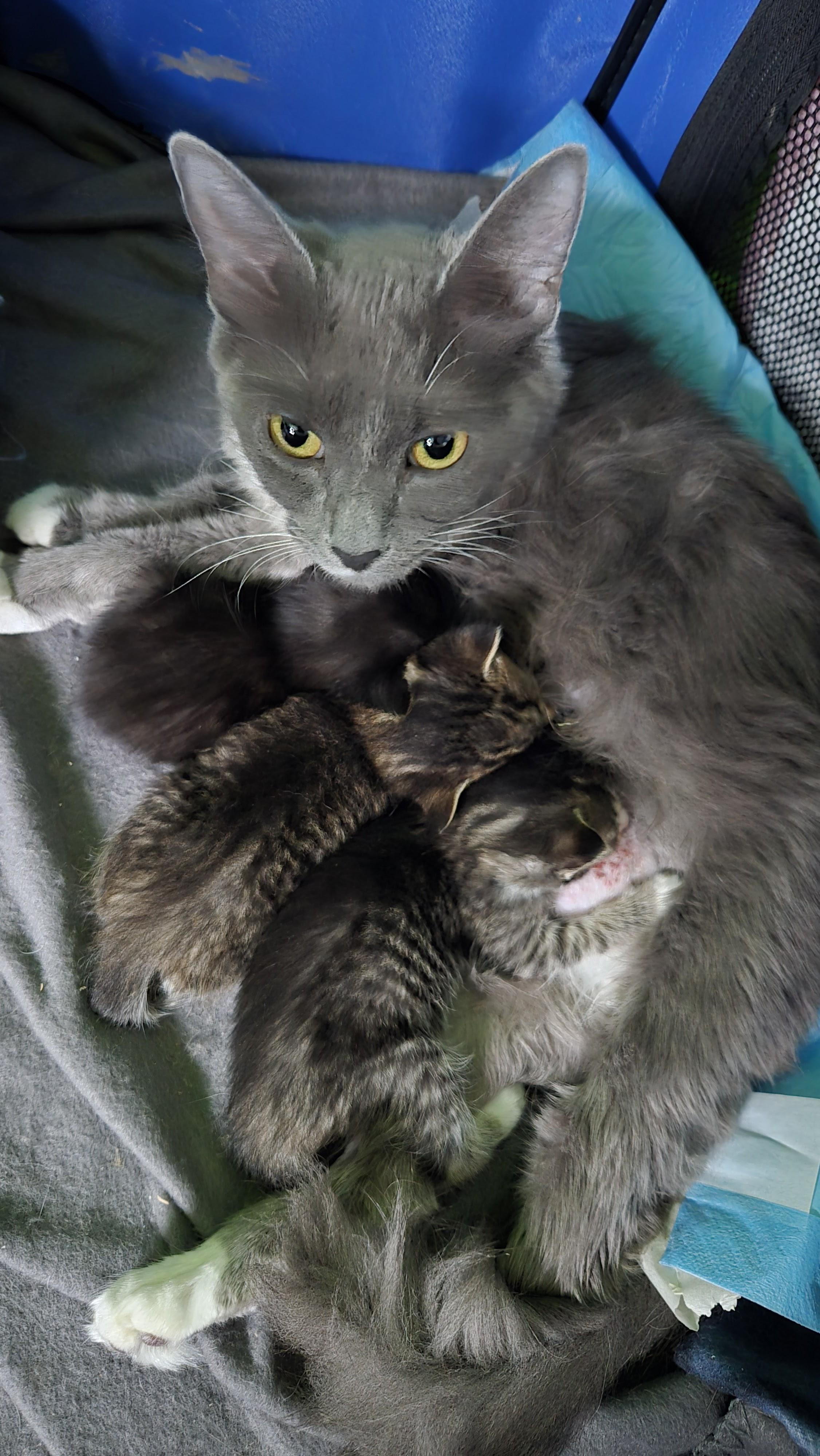 Hera, a Adoptable Domestic Short Hair in Swartz Creek, MI image 4/4