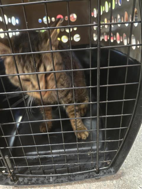KING, Adoptable, Young Female Domestic Short Hair.