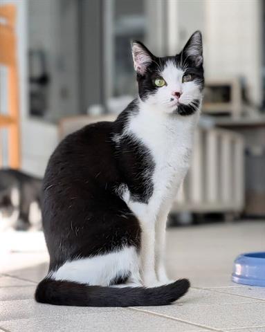 VIOLET, Adoptable, Young Female Domestic Short Hair.
