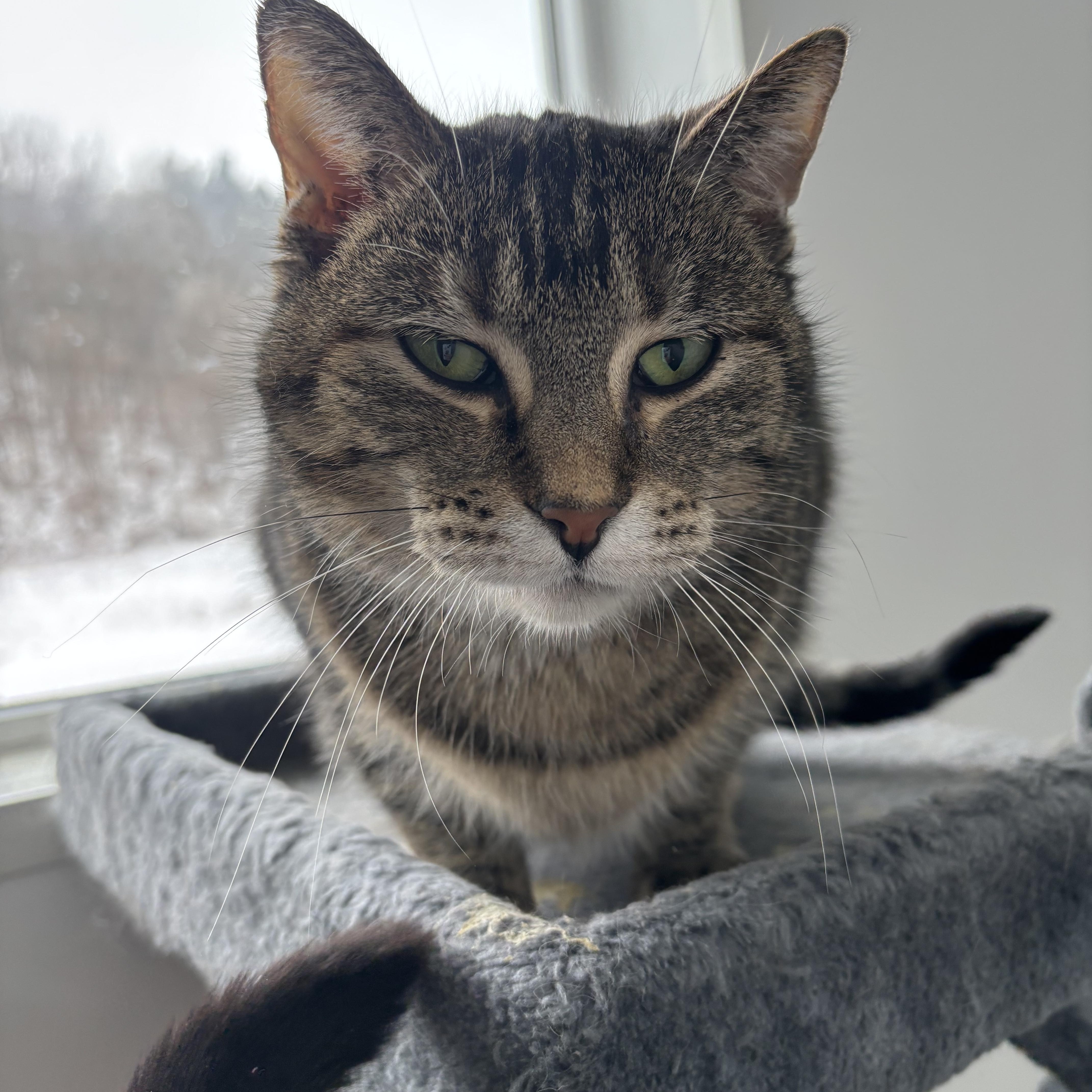 Hazel - Adoption Fee Waived!