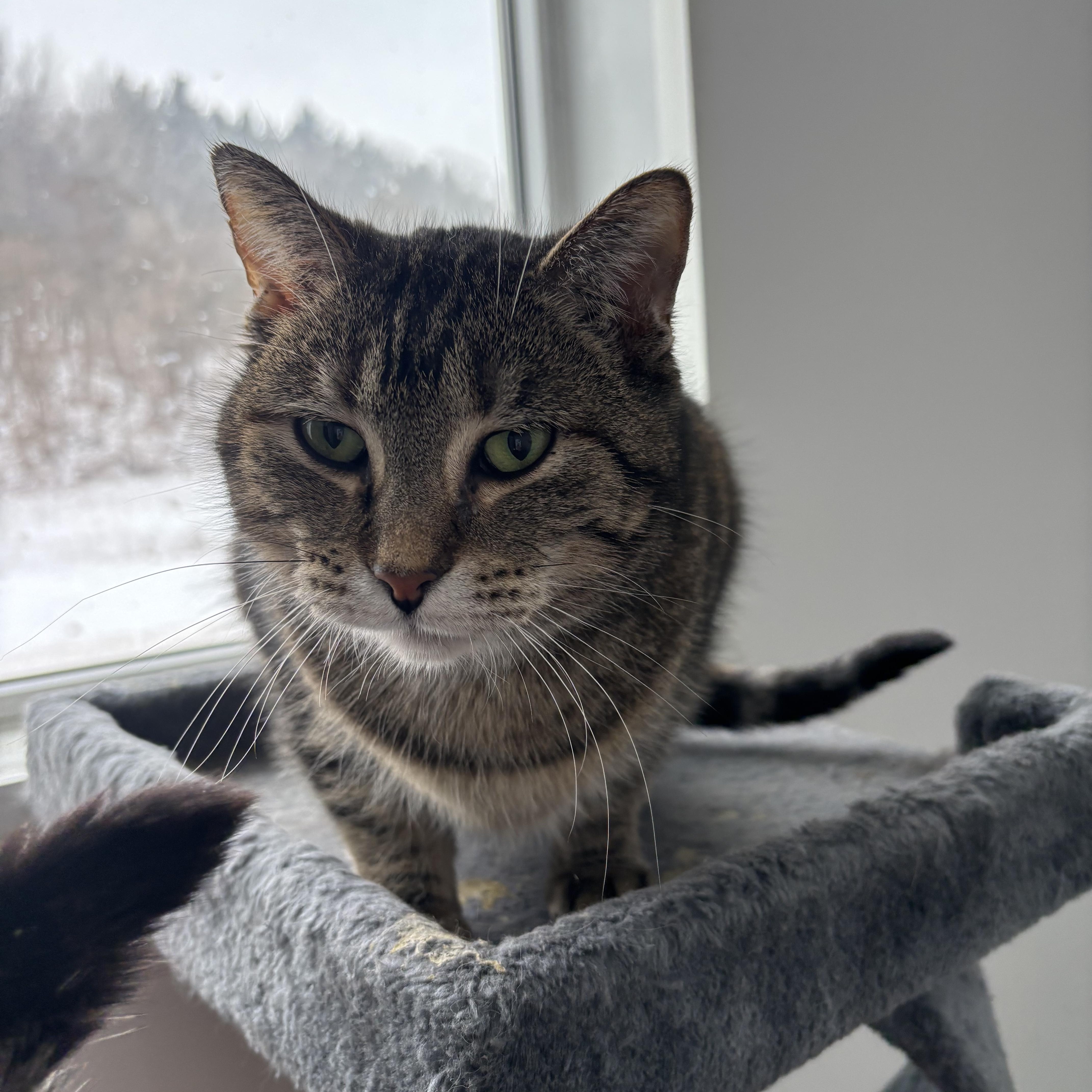 Hazel - Adoption Fee Waived! — thumbnail 2