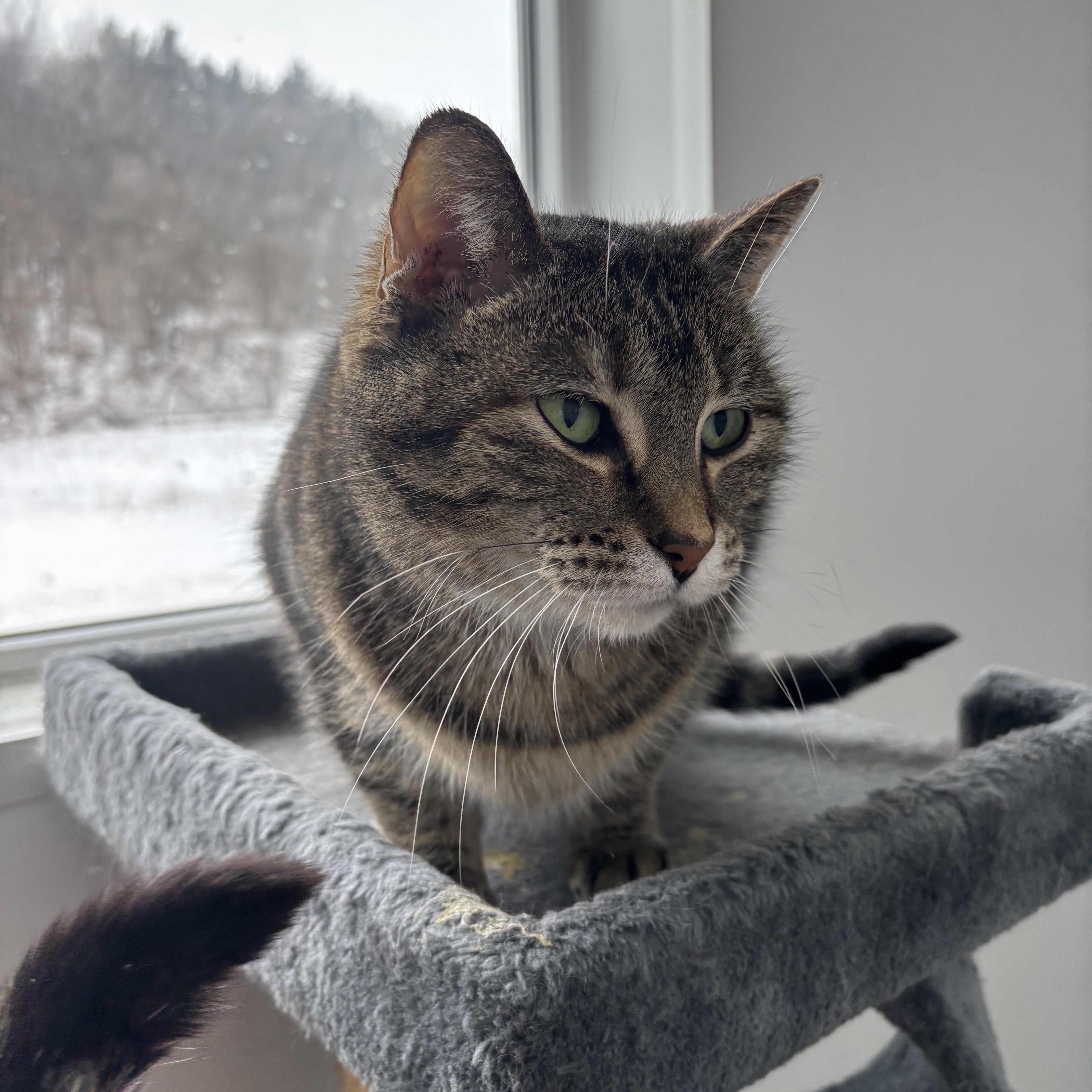 Hazel - Adoption Fee Waived! — thumbnail 3