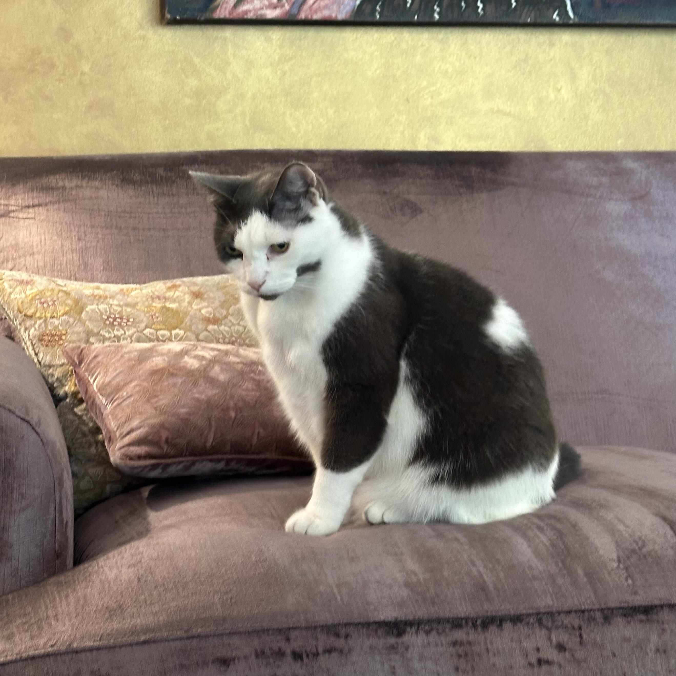 Enlarge Eddie, a Adoptable Domestic Short Hair in Los Angeles , CA image 1/1