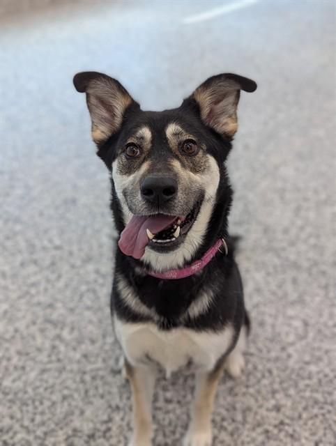 Enlarge TWIX, a Adoptable mixed breed in Vaughan, ON image 1/1