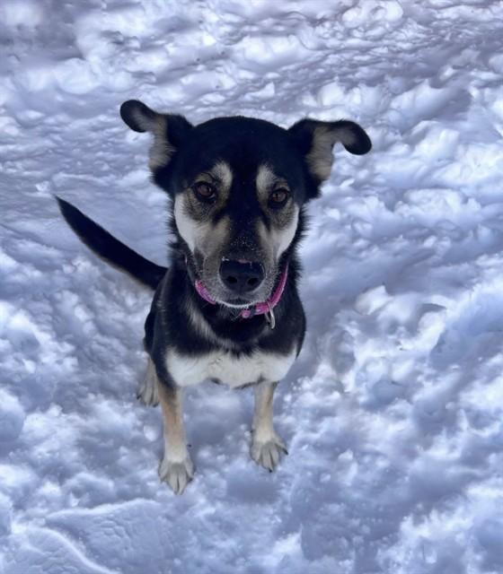 Enlarge TWIX, a Adoptable mixed breed in Vaughan, ON image 1/2