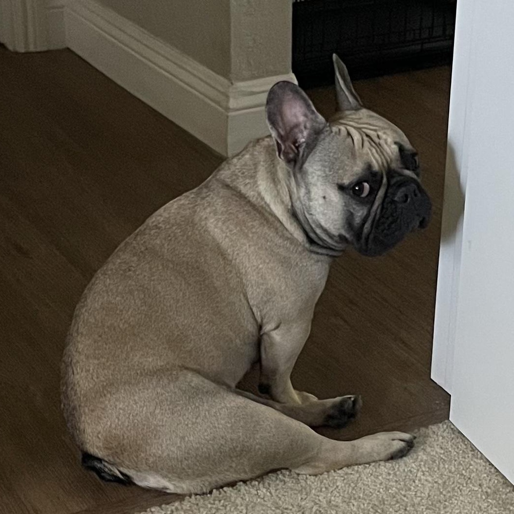 Enlarge Porkchop, a ADOPTABLE French Bulldog in Folsom, CA image 3/4
